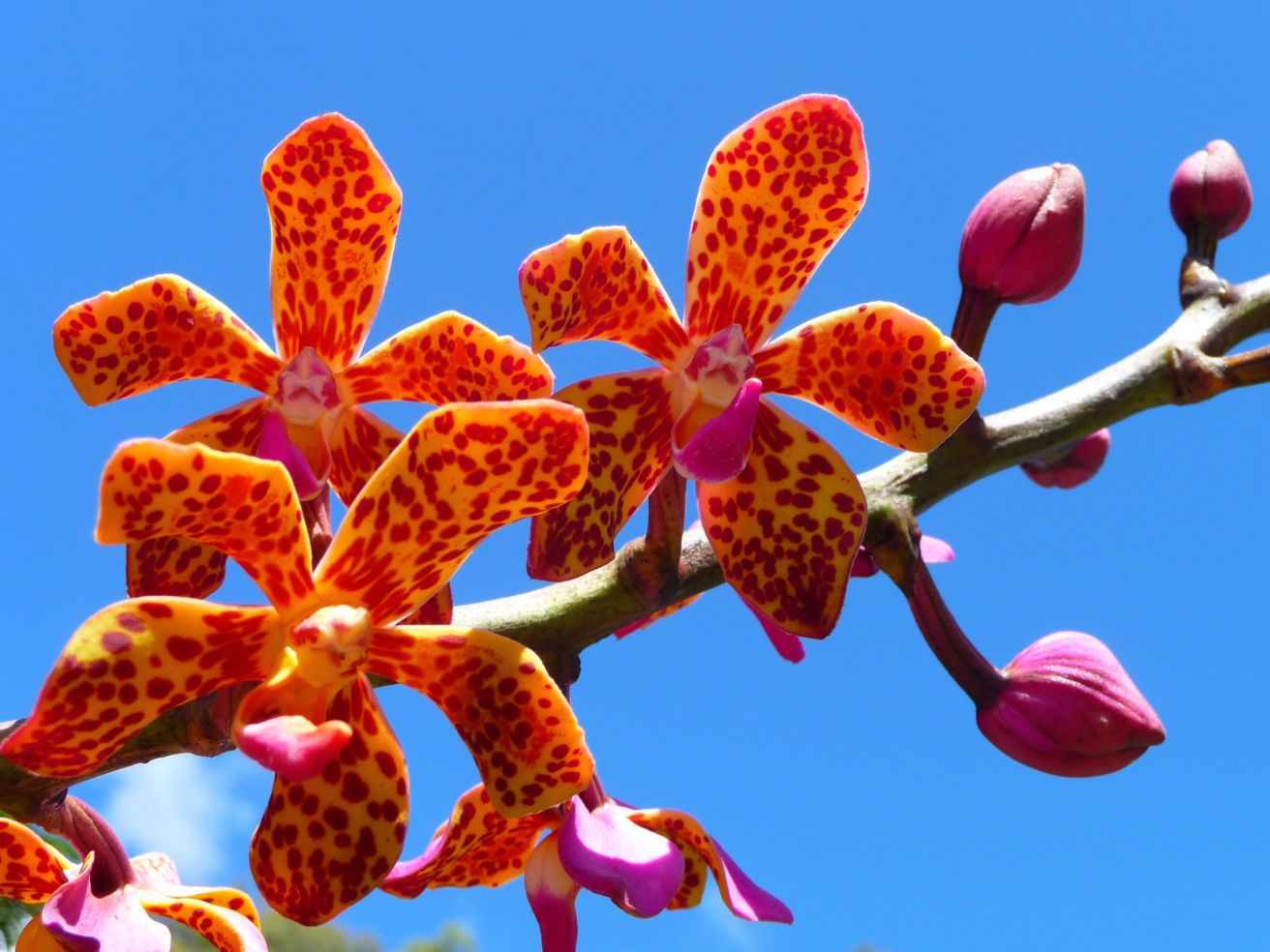 Gardens_Hawaii