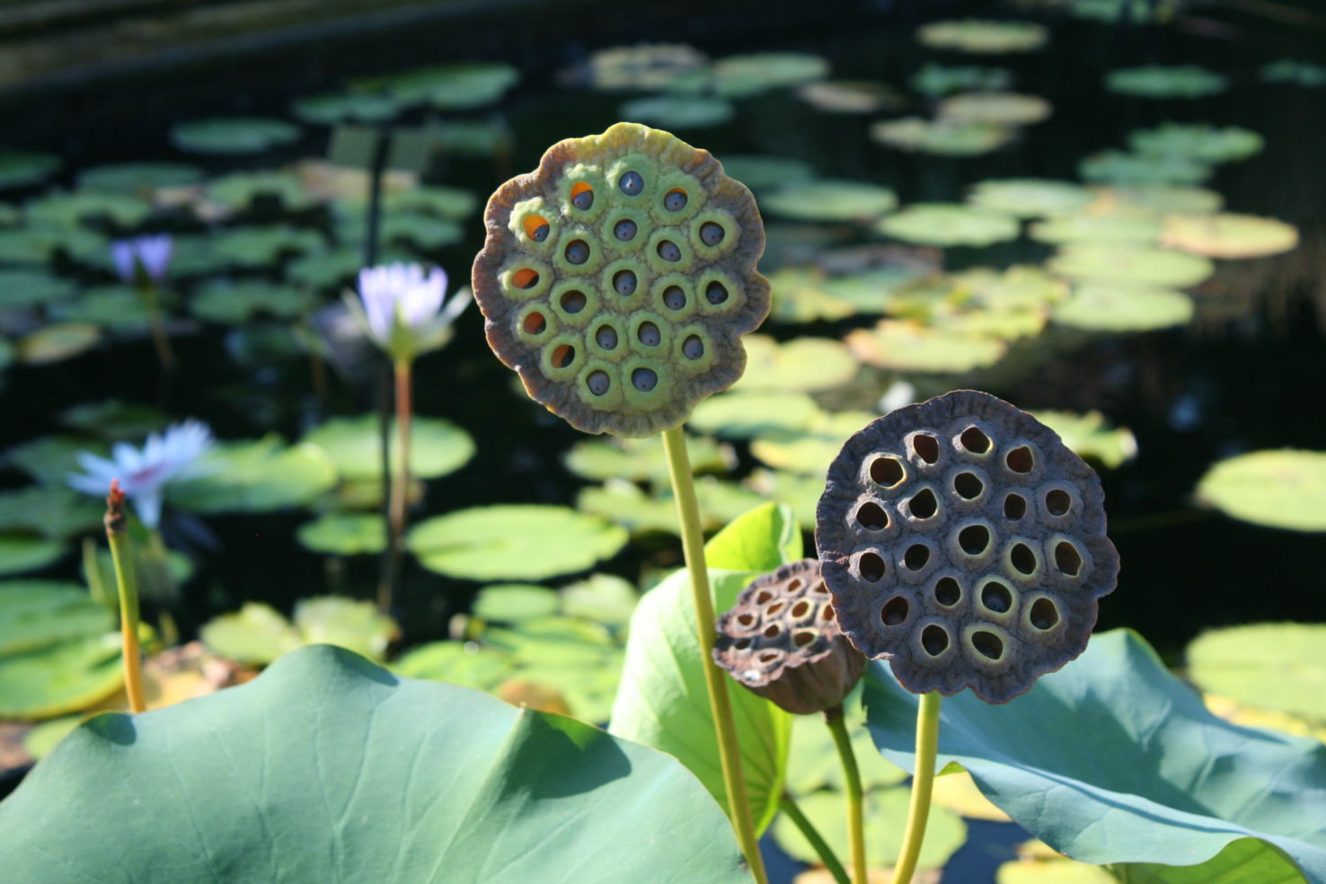 Gardens_Lilypods