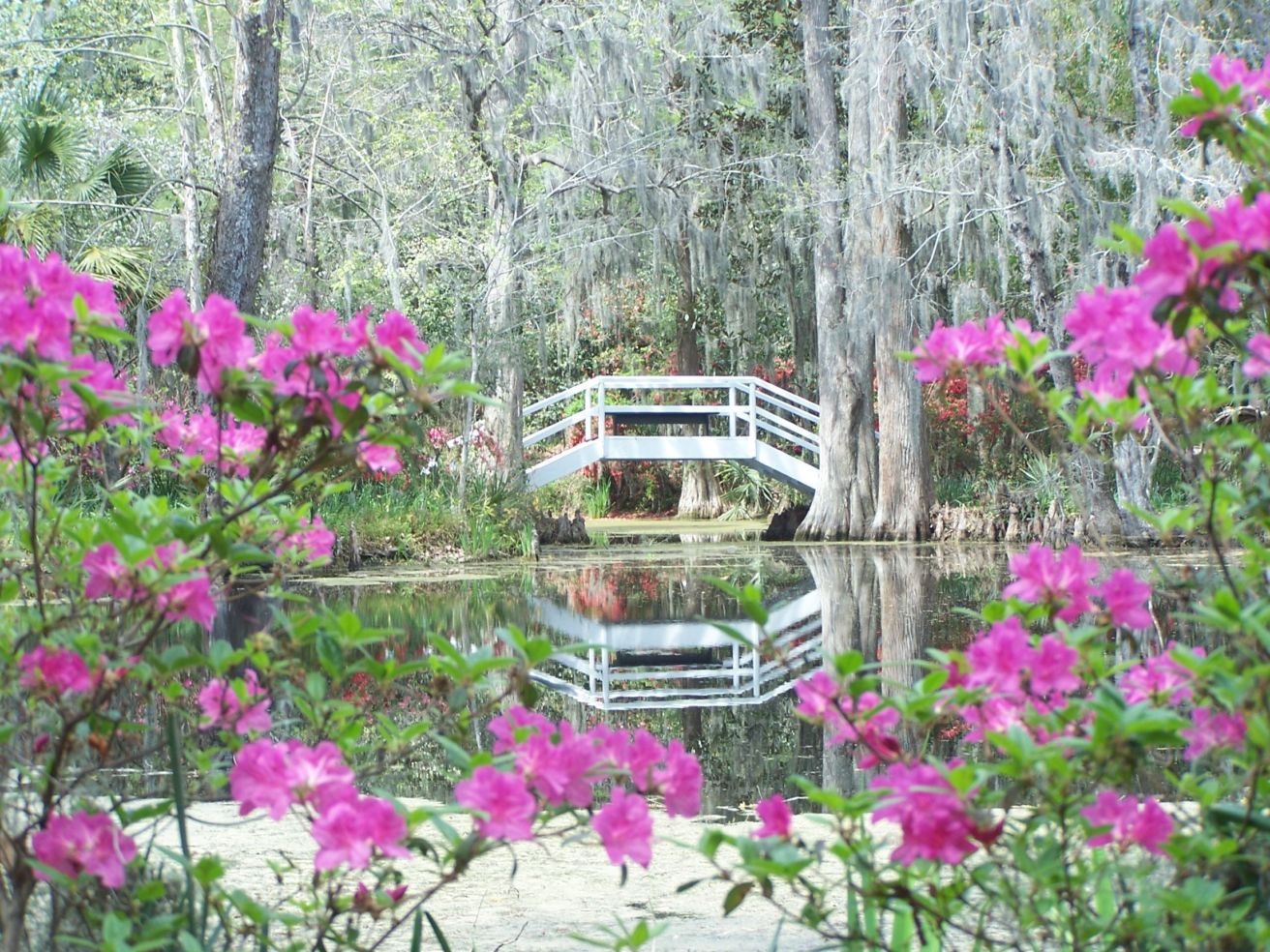 Gardens_Magnolia