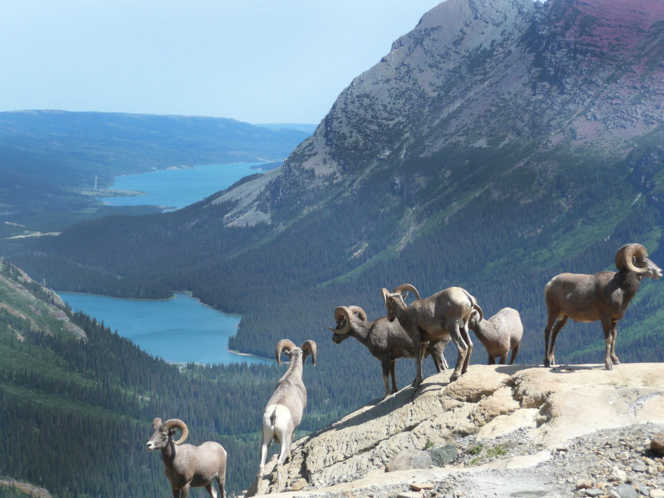 Glaciers_BigHornSheep