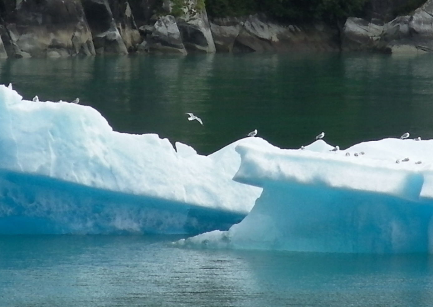 Glaciers_AlaskaBirds