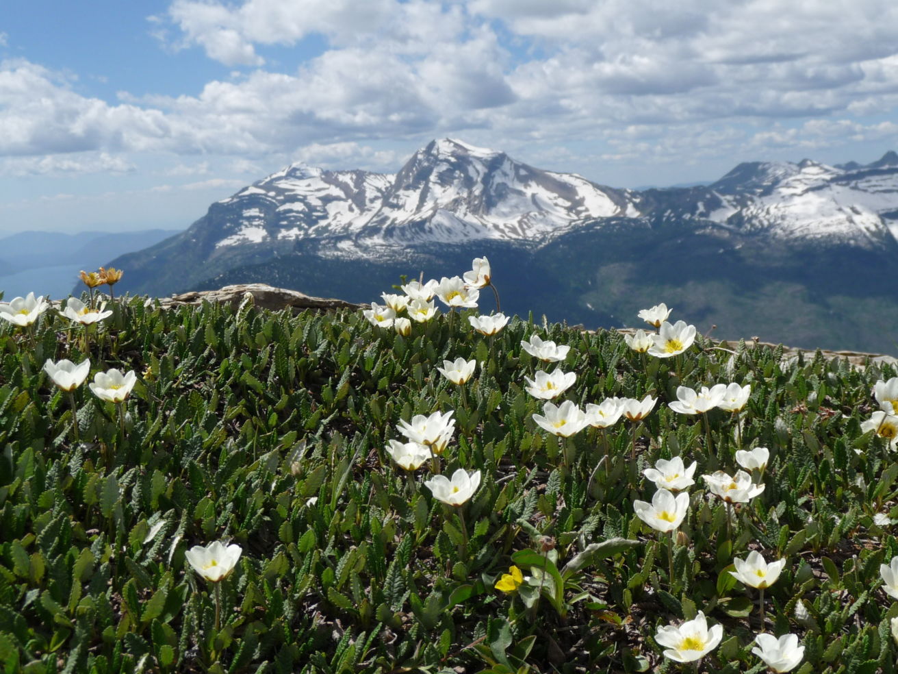 Glaciers_GlacierNationalParkFlowers