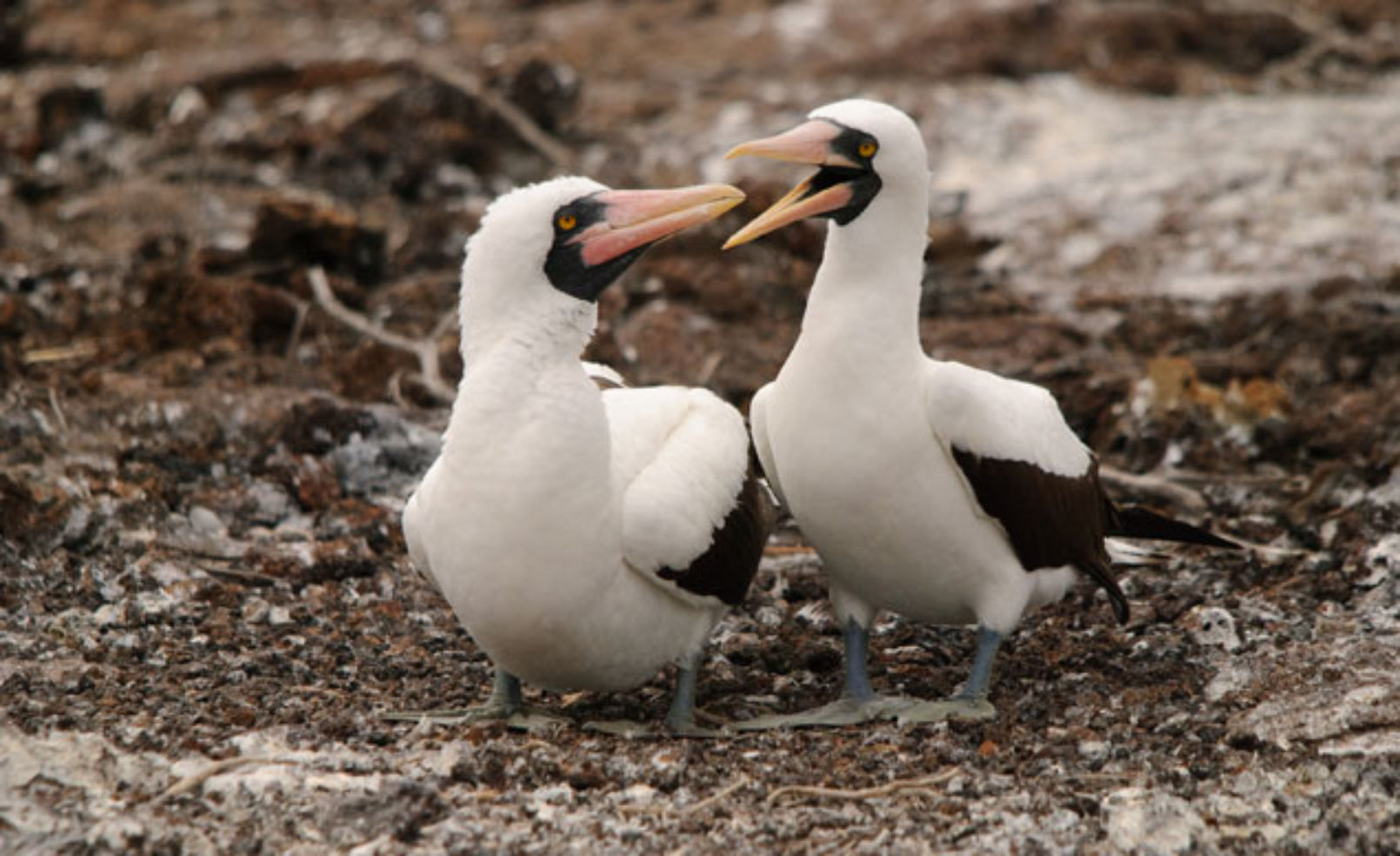 Nazcar (Nascar) Booby pair on Galapagos islands
