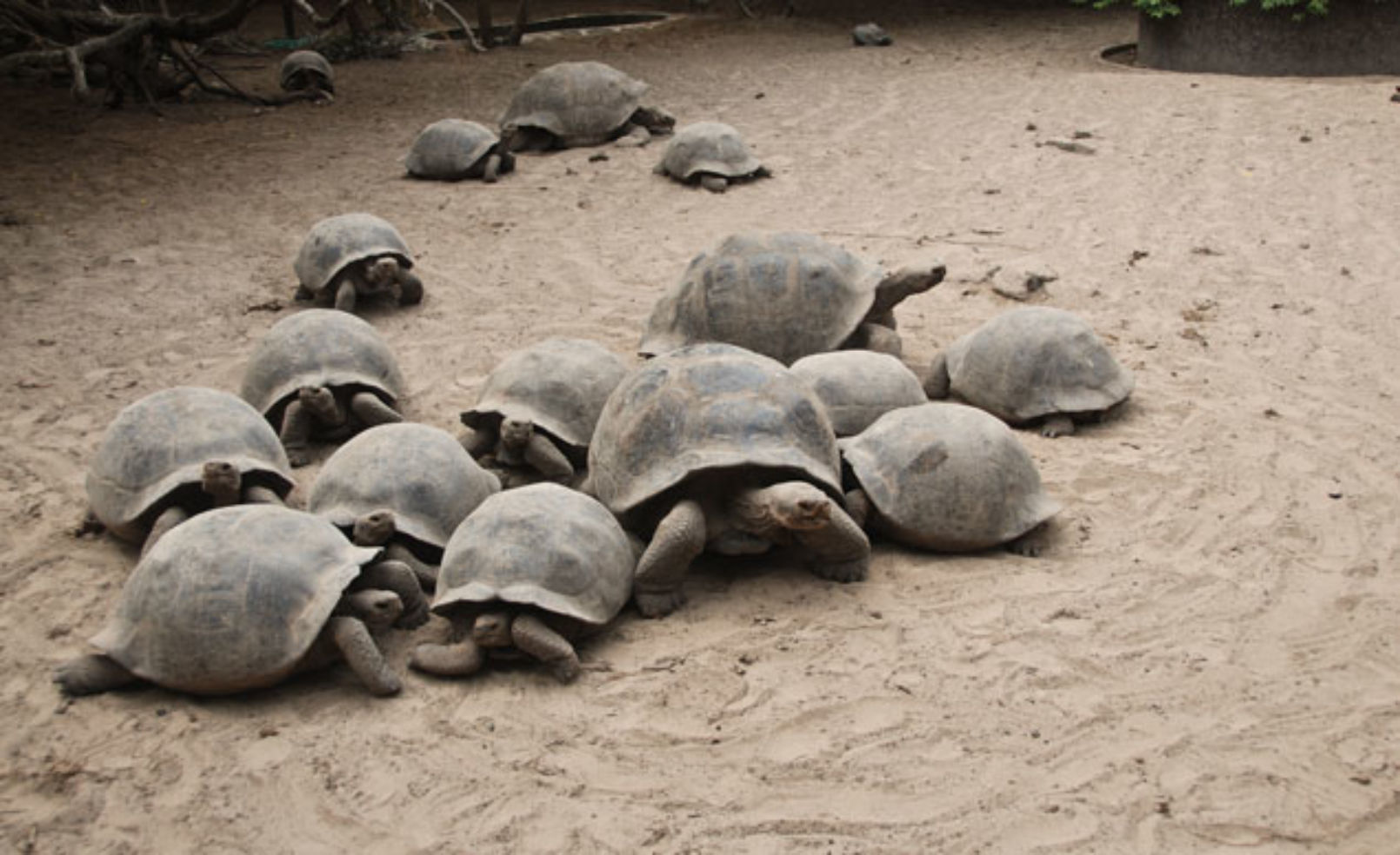 Turtles