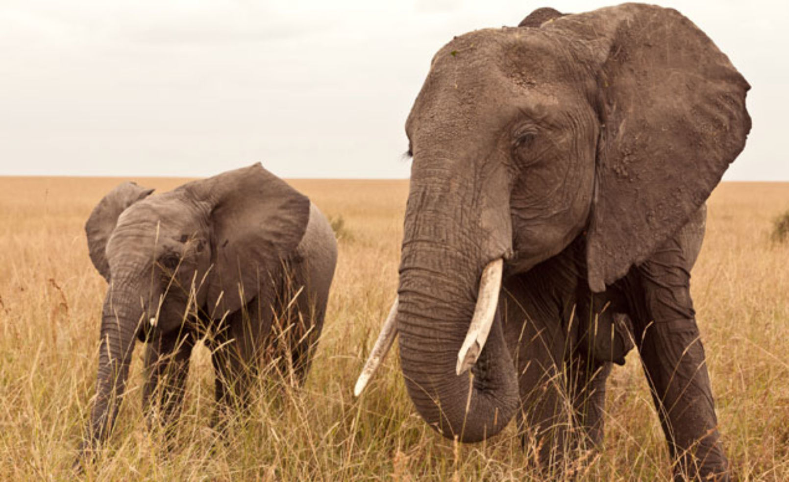Elephants