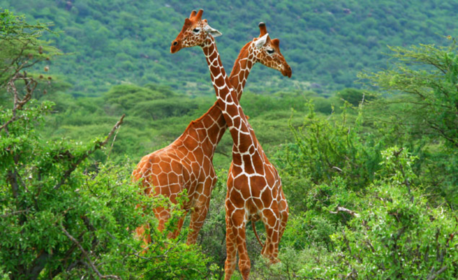 Giraffes