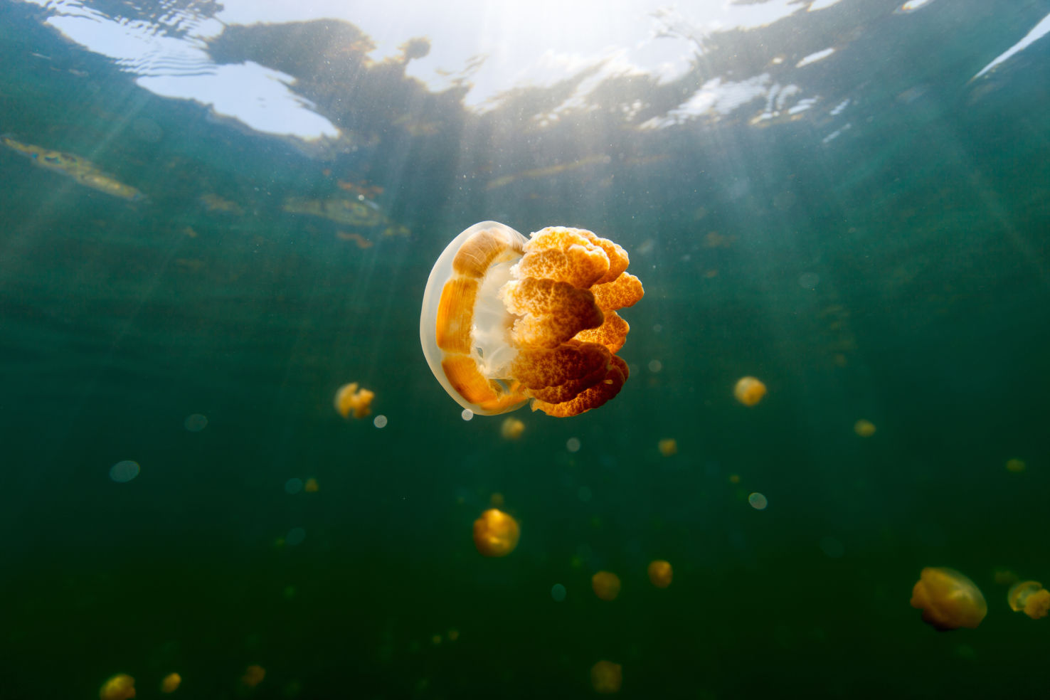 Jellyfish in freshwater