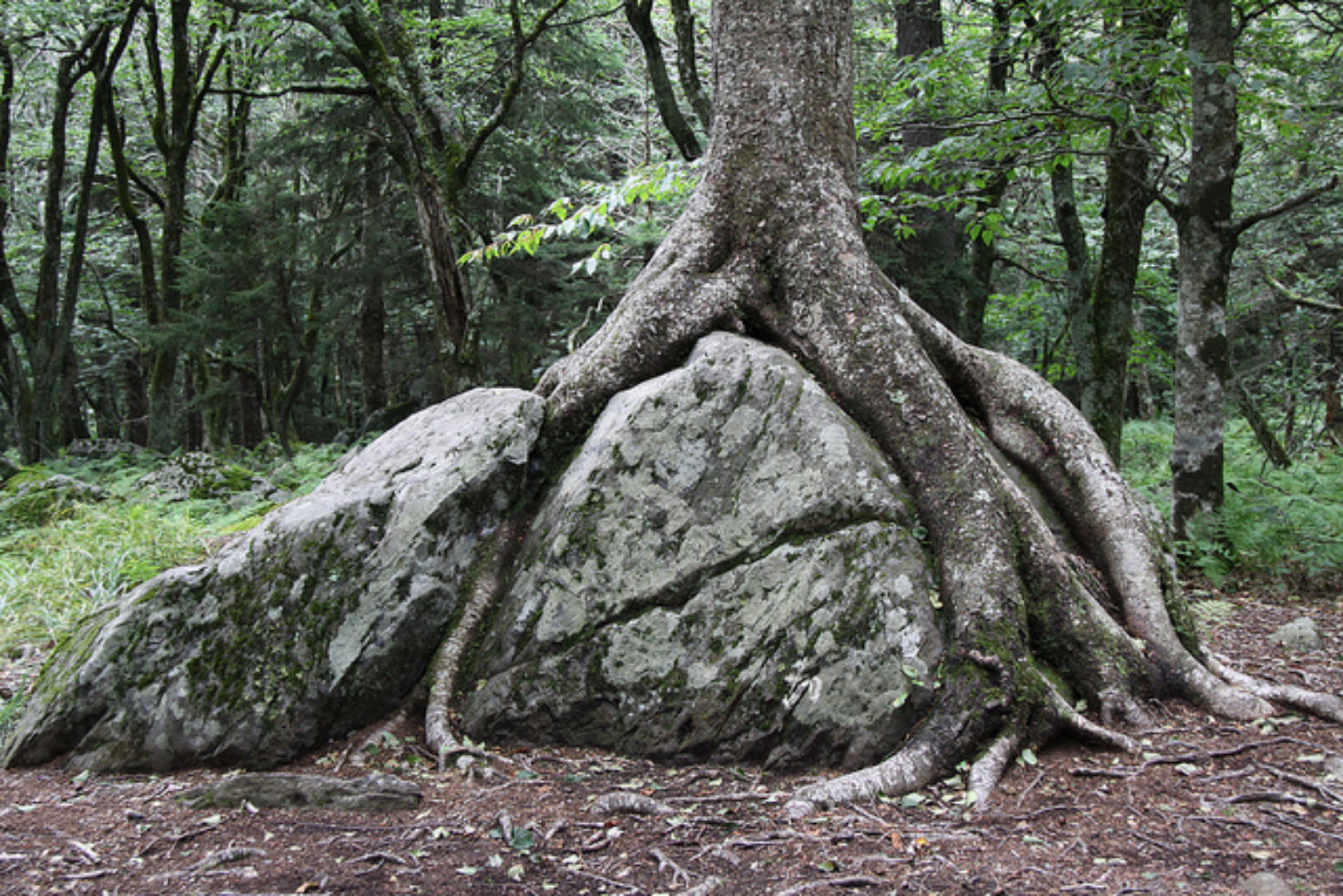 Grayson Highlands State Park in Virginia