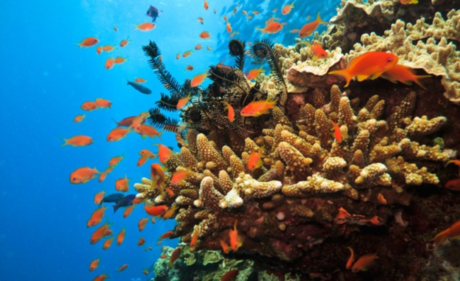 clownfish