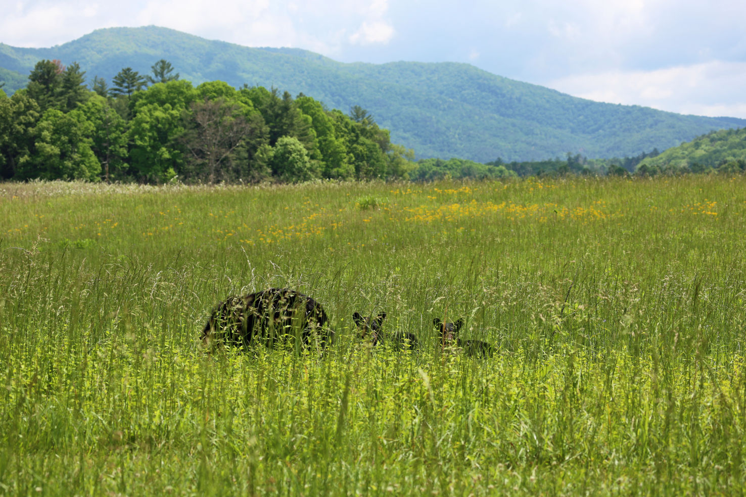 Smoky Mountains