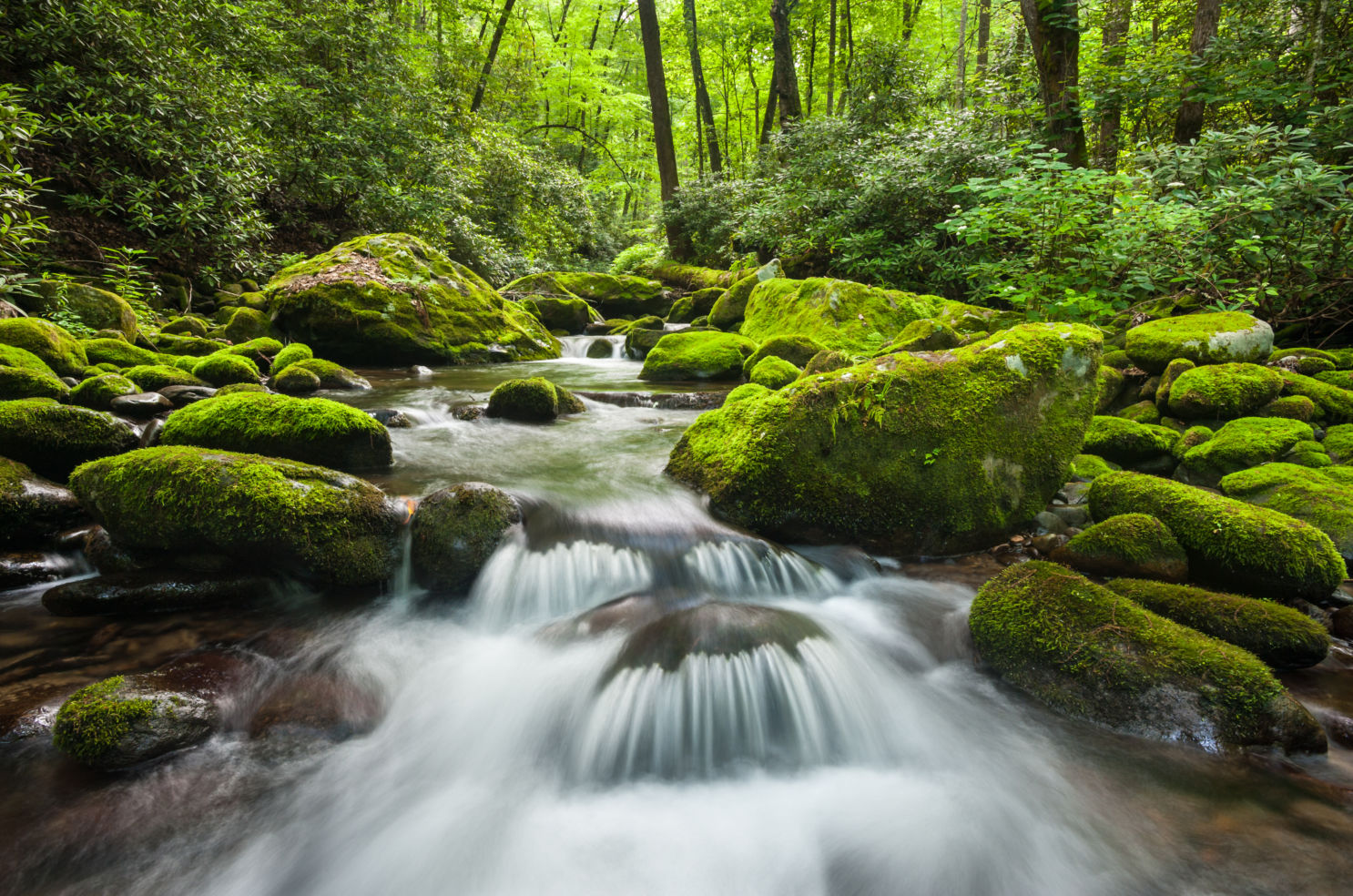 Roaring Fork Motor Nature Trail, Gatlinburg, Tennessee in the Great Smoky Mountains National Park