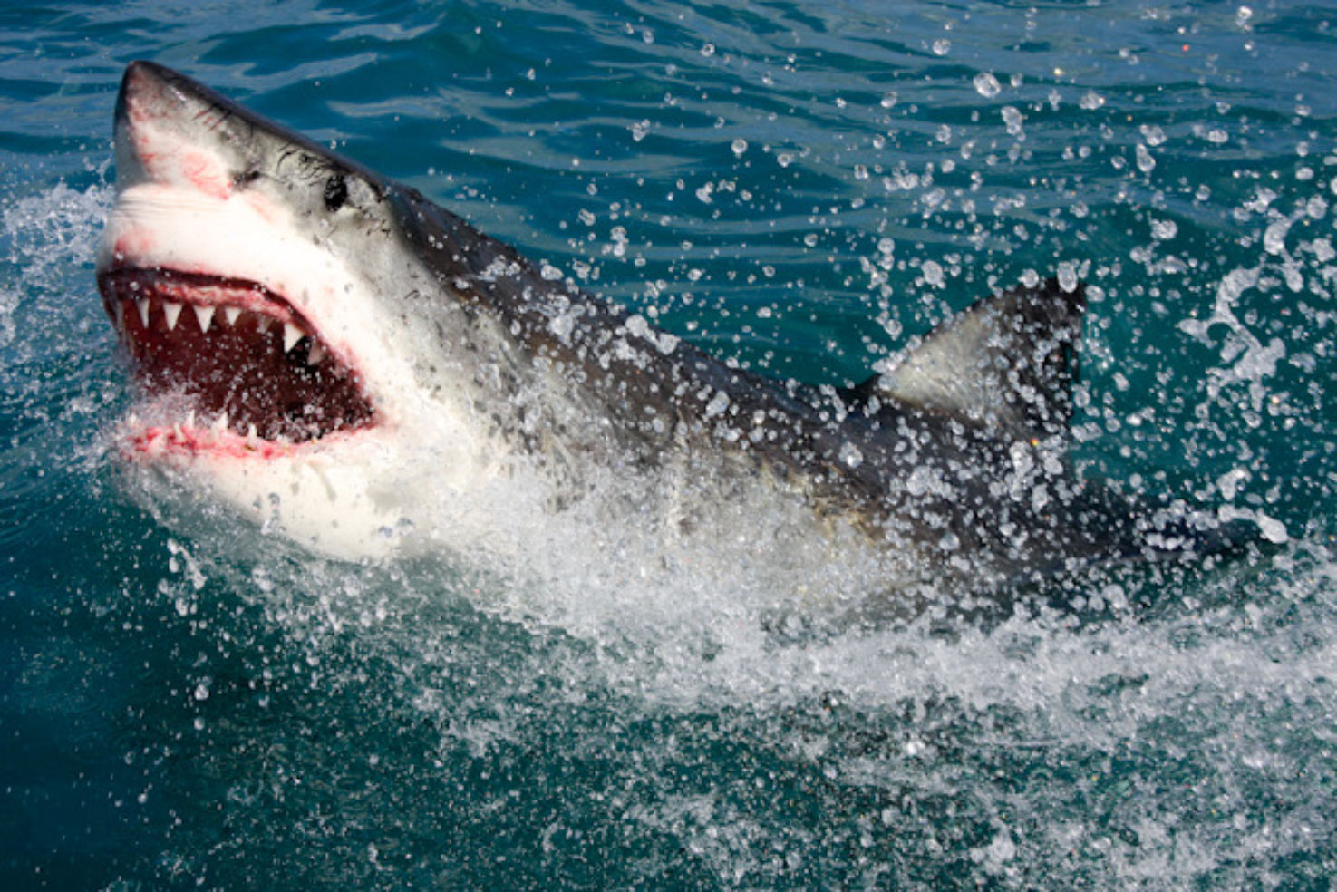 Great white shark