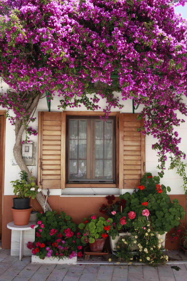 Greece_photo-essay_Paros_flowers