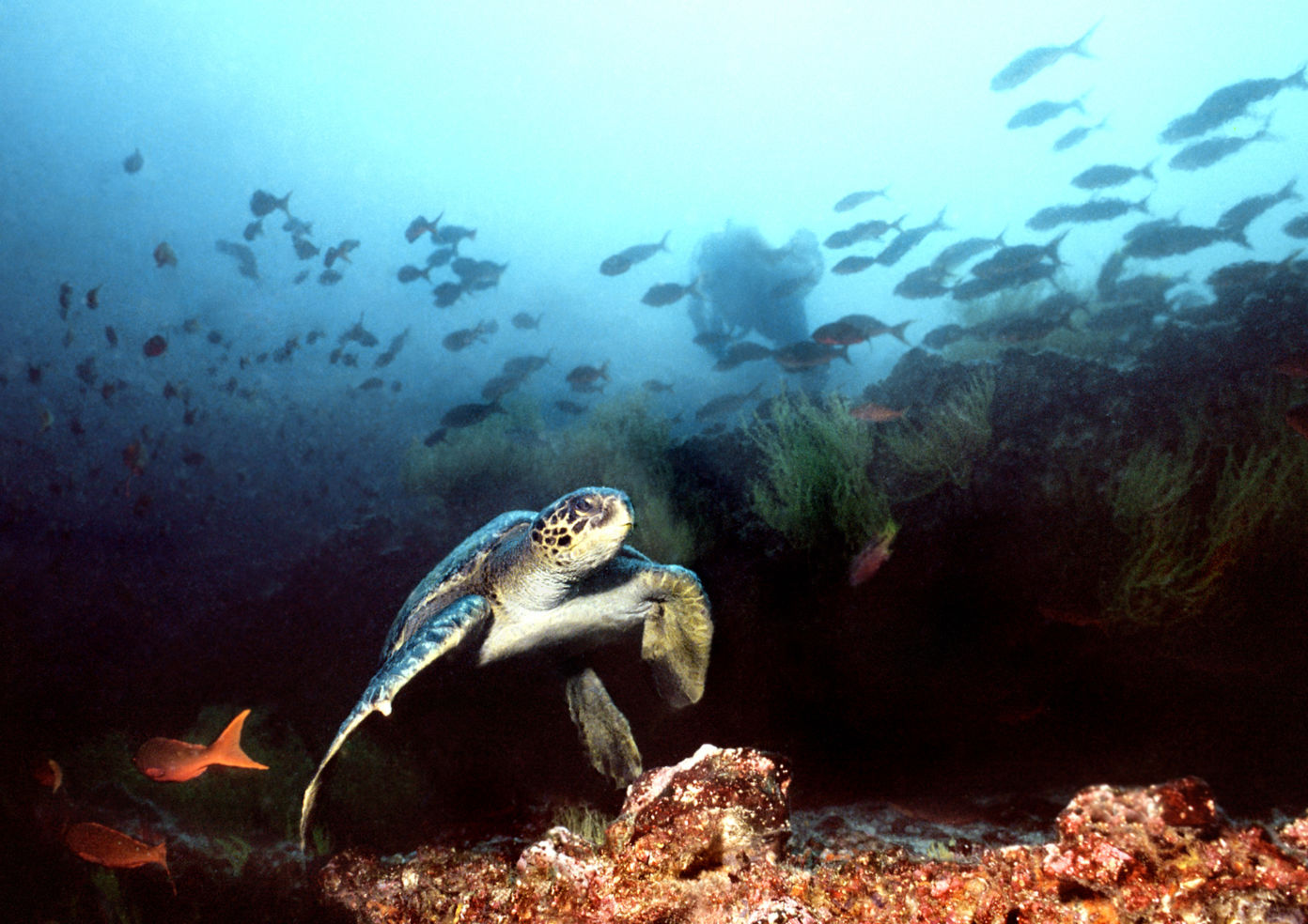 Hawksbill Turtle