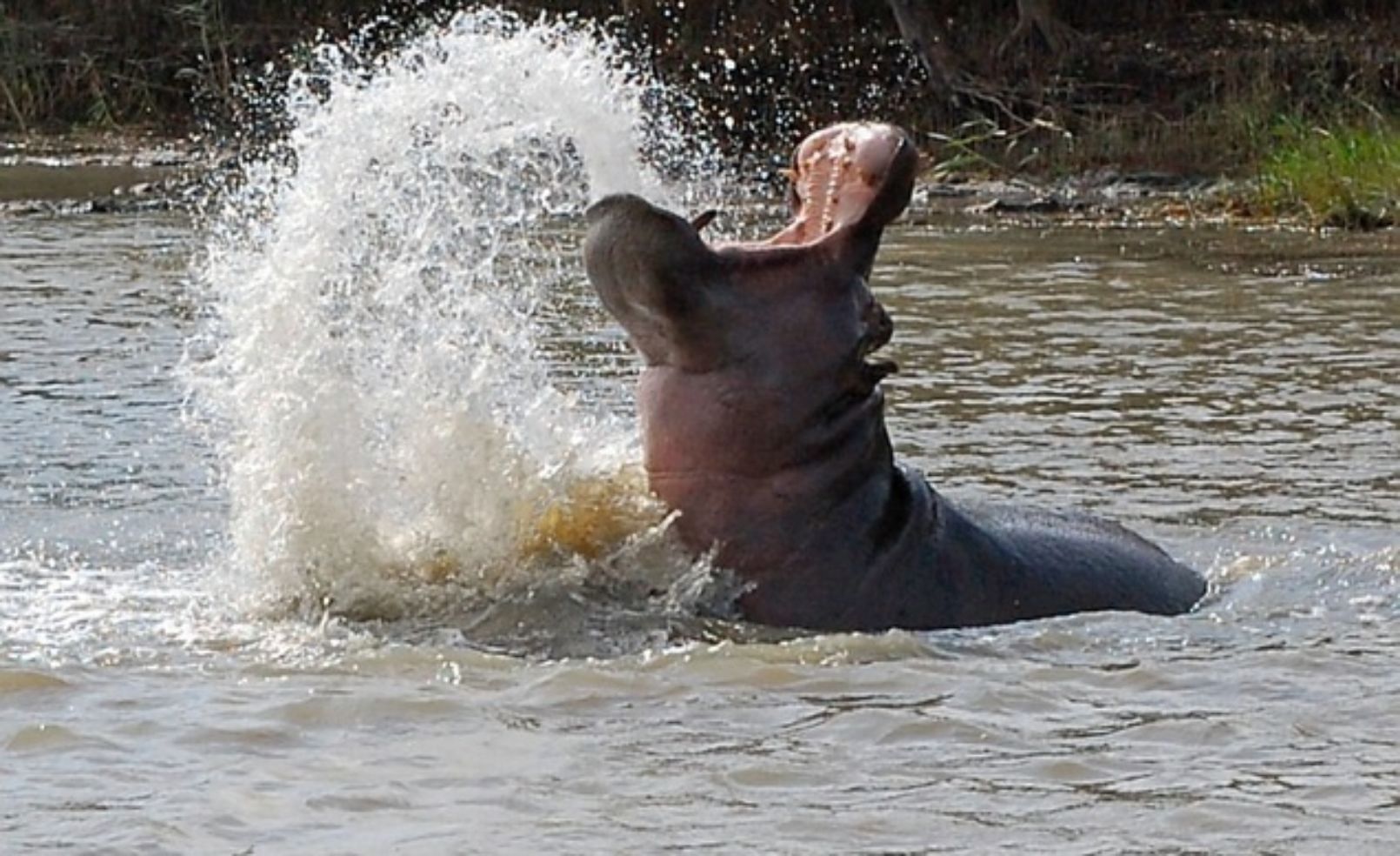 Hippos in South Africa's St. Lucia Estuary