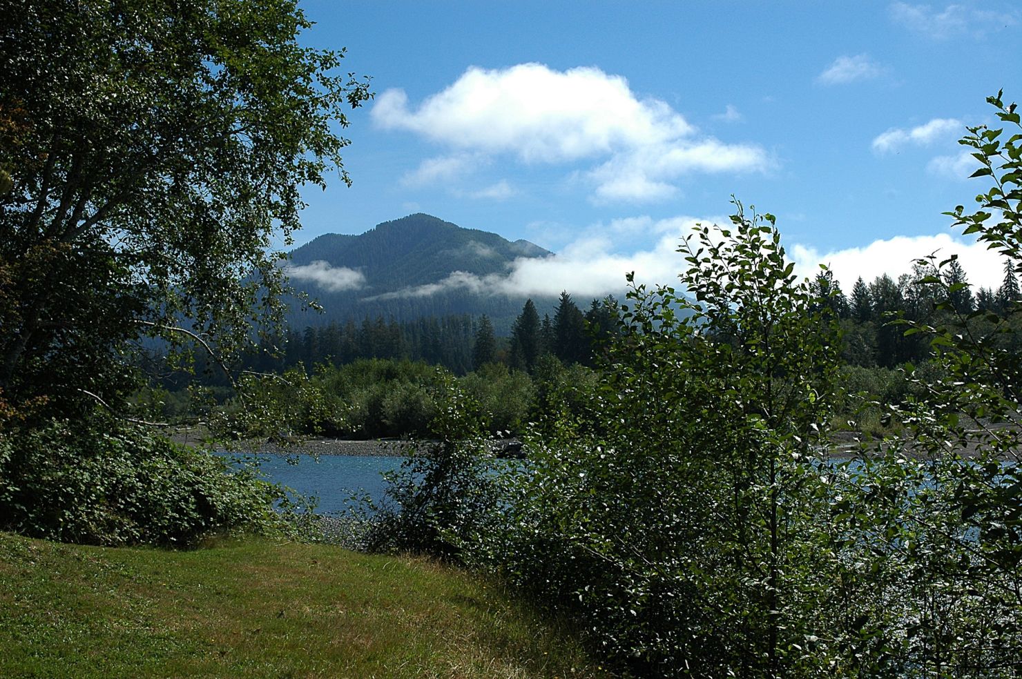 Hoh National Rainforest in Washington State