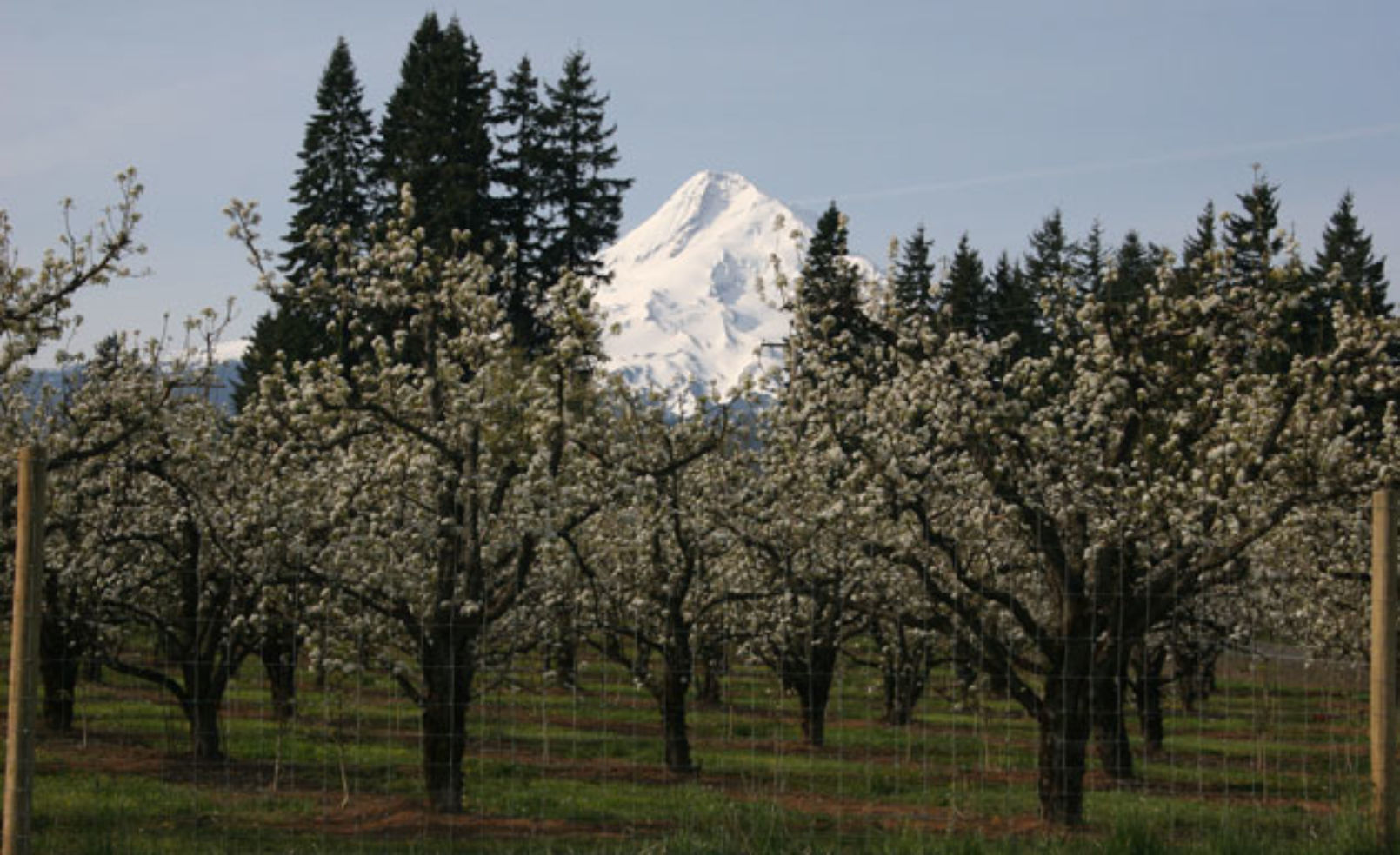 Orchard