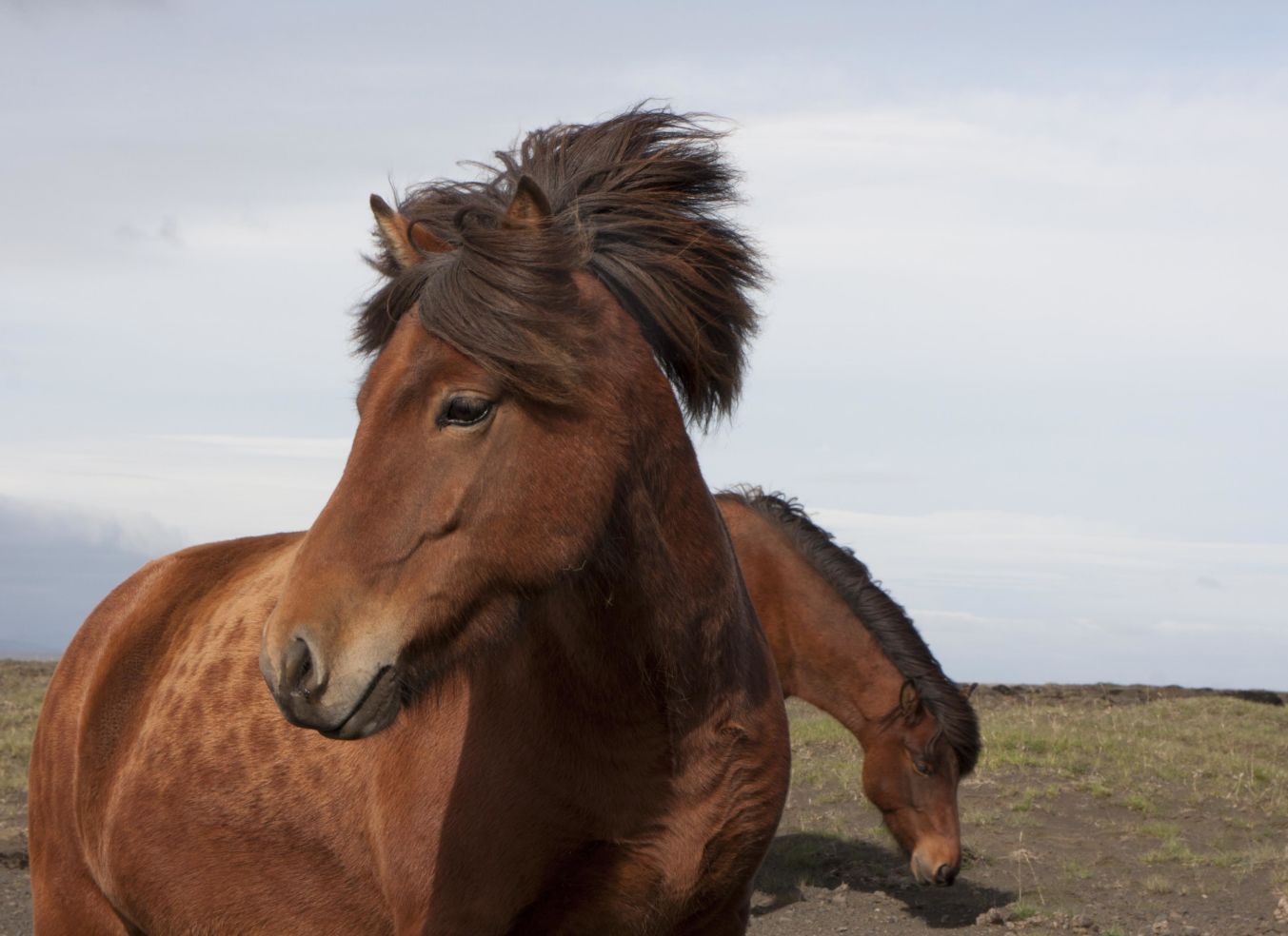 Horses in Iceland