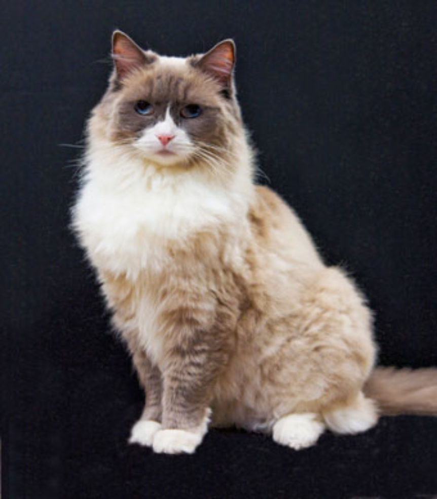 The Algonquin Hotel cat