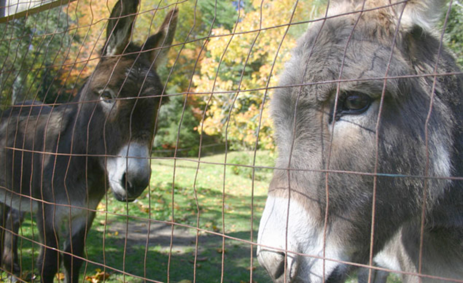 High Hampton Inn donkey