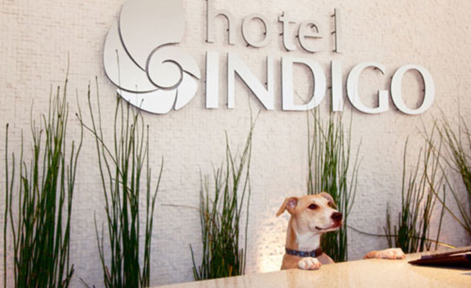 Hotel Indigo dog