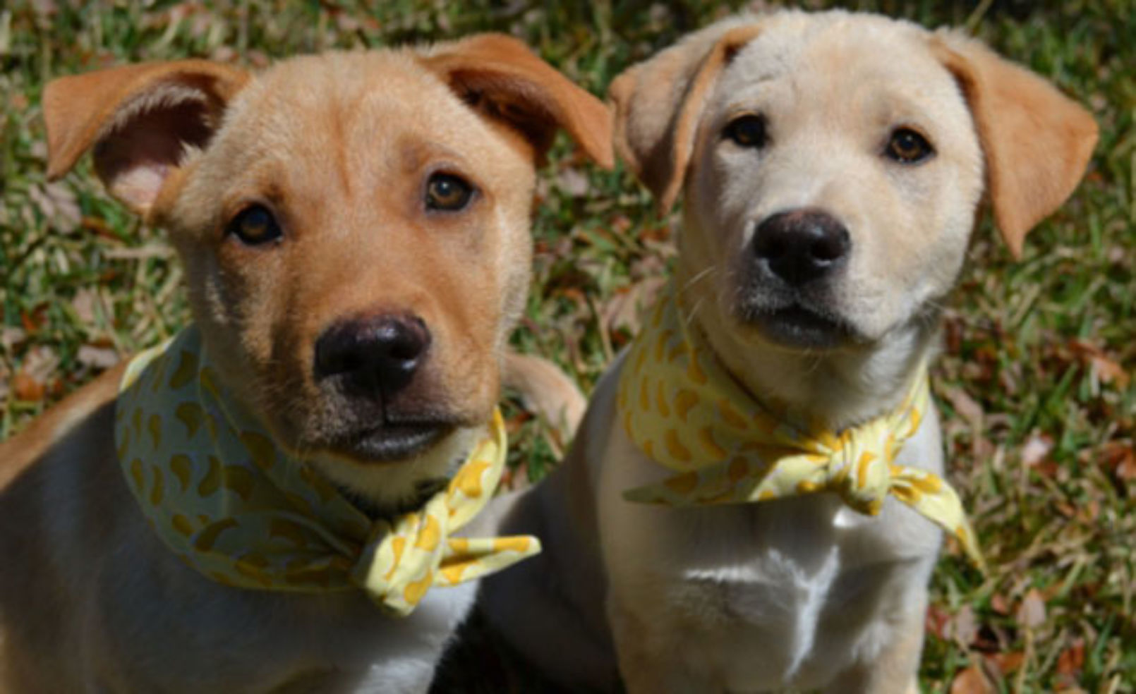 Hyatt Regency Hill Country dogs