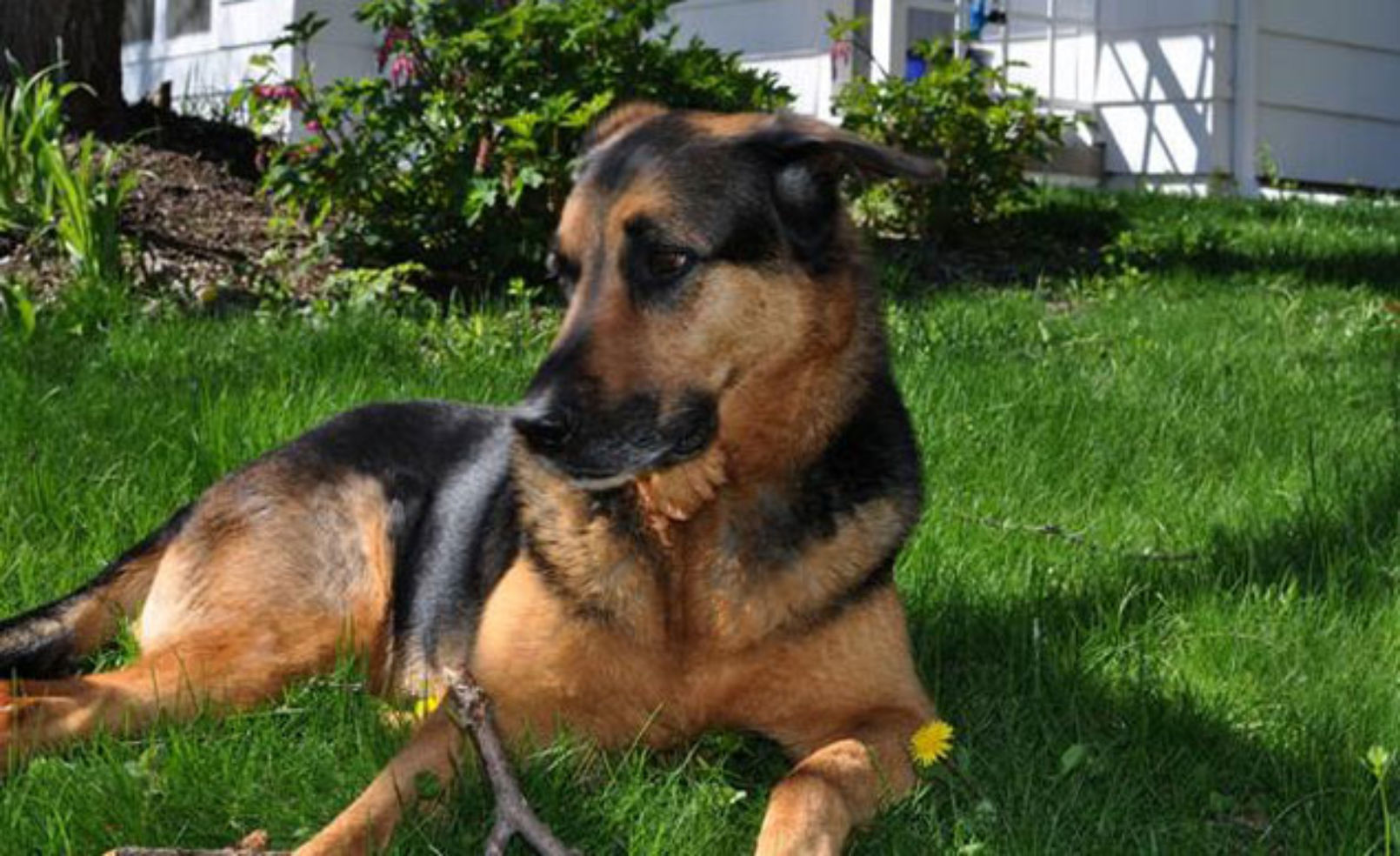 The Nolitan Hotel dog