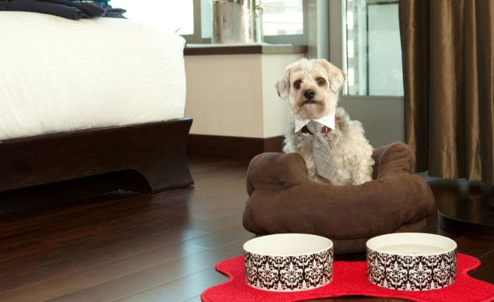Hotel Palomar dog
