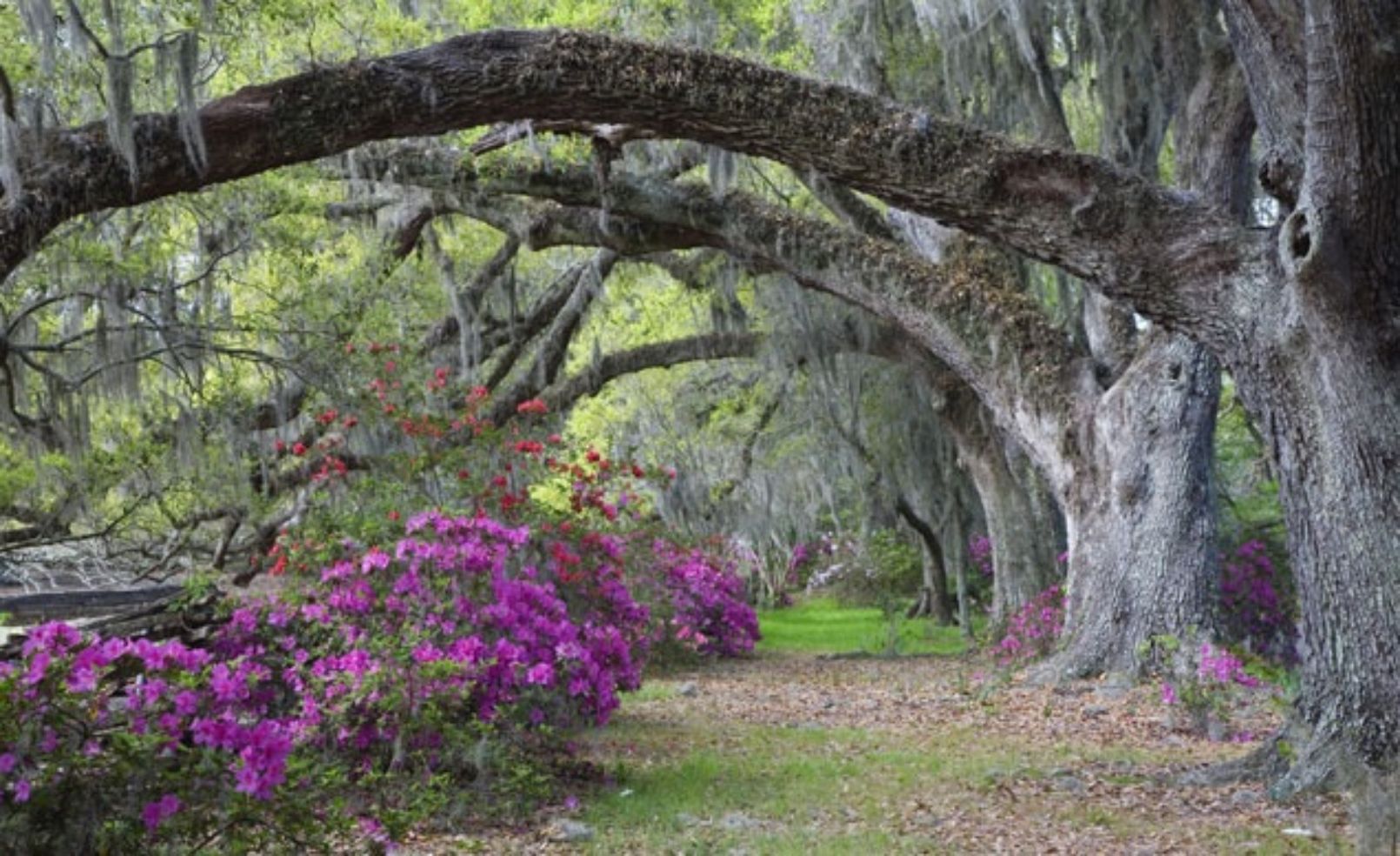 Magnolia Plantation gardens