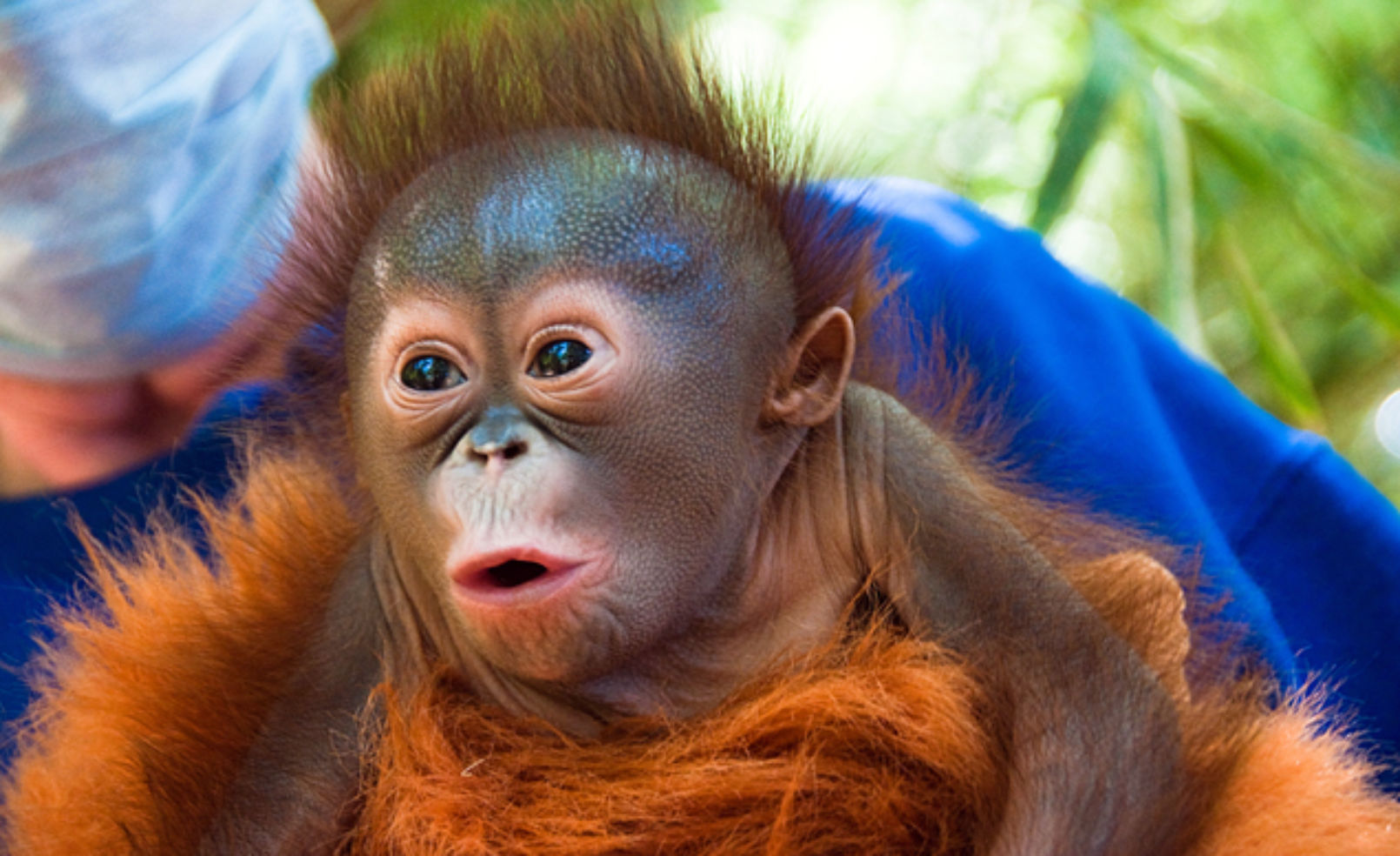 Baby orangutan