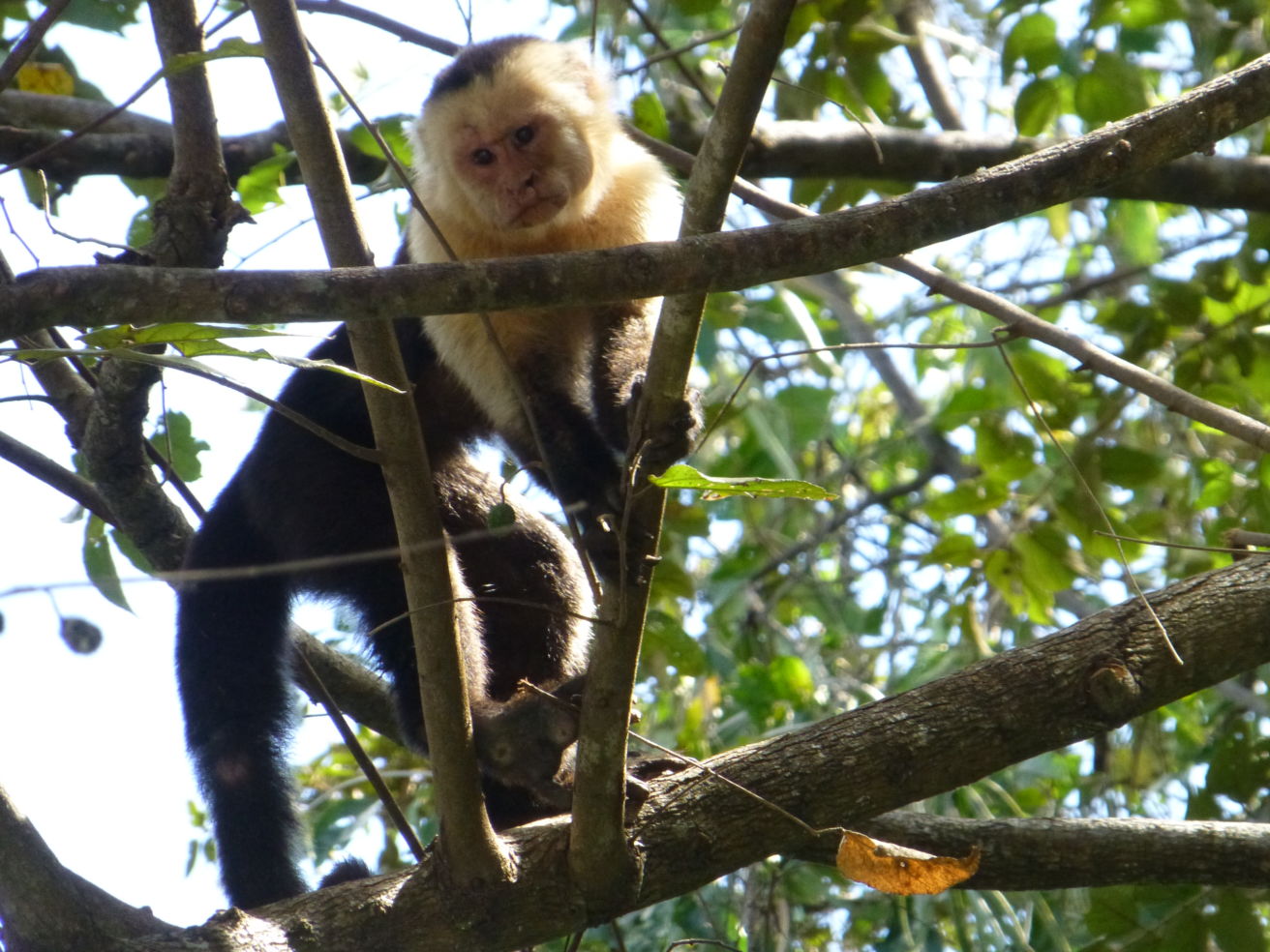 Howler monkeys in Playa Semara