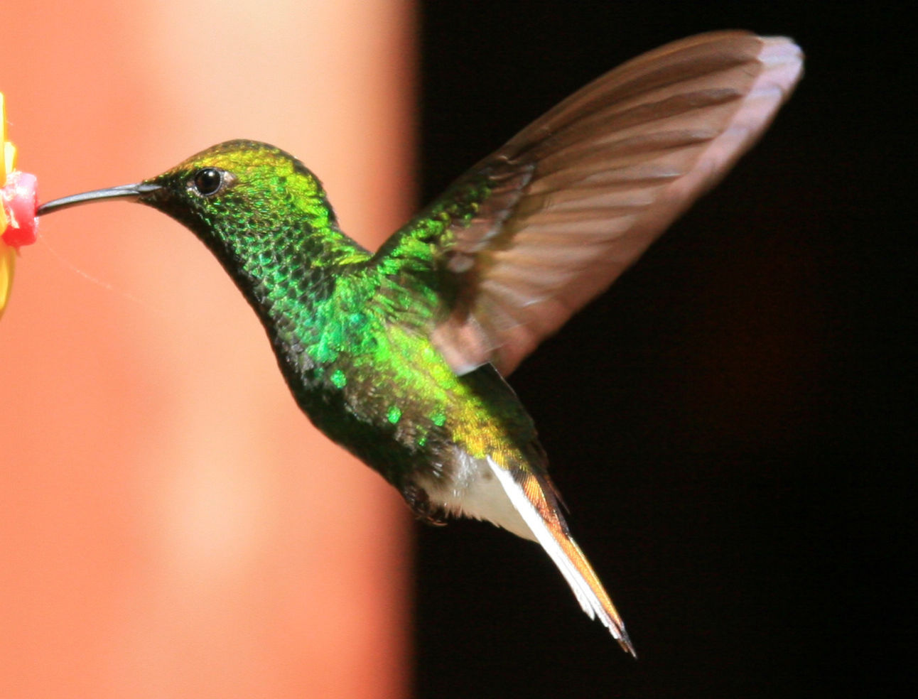 Hummingbirds in Costa Rica