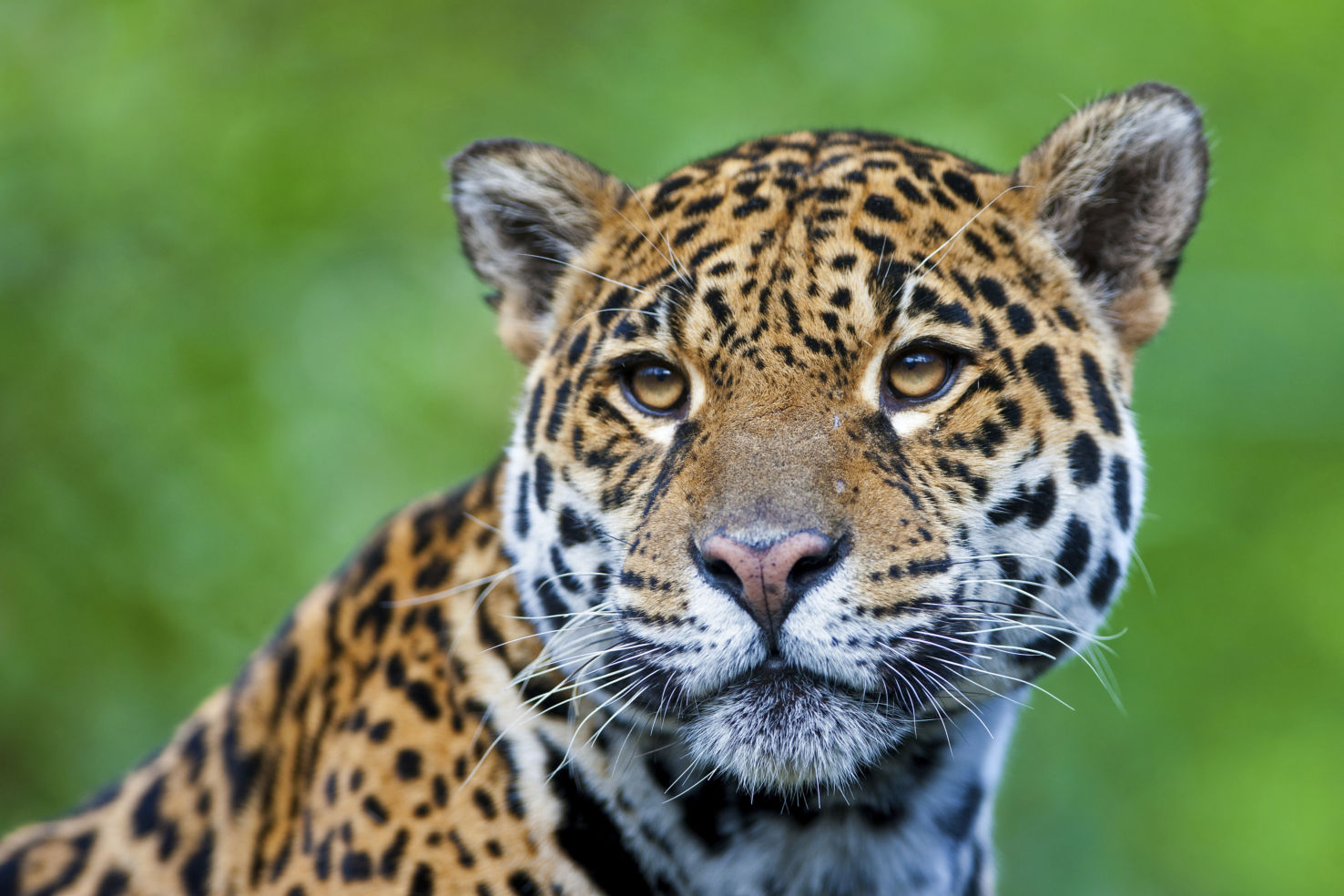 Jaguar in the Amazon of Ecuador