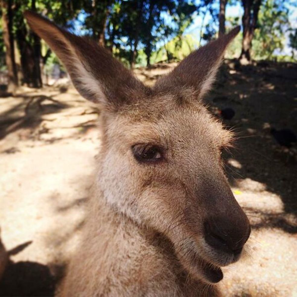 Kangaroo