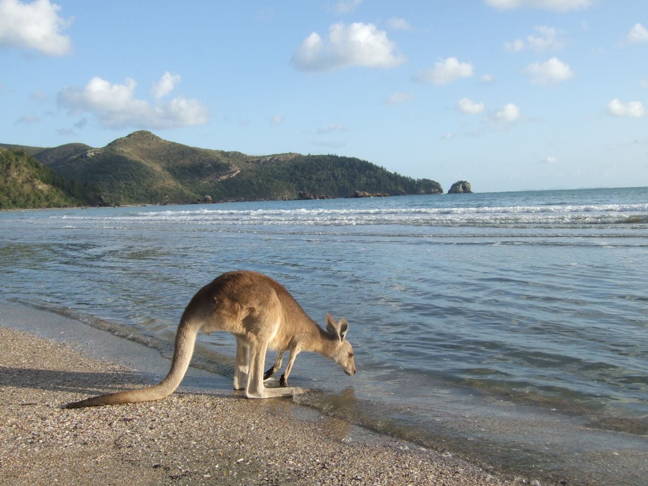 Kangaroo in Australia