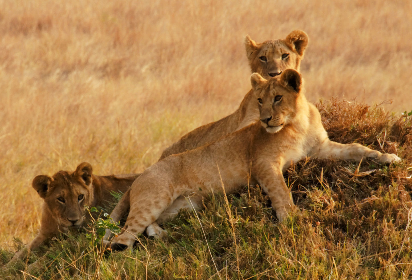 Kenya