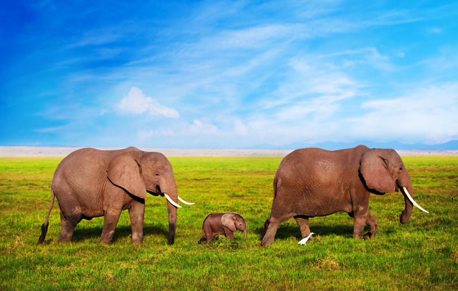 Safari in Kenya