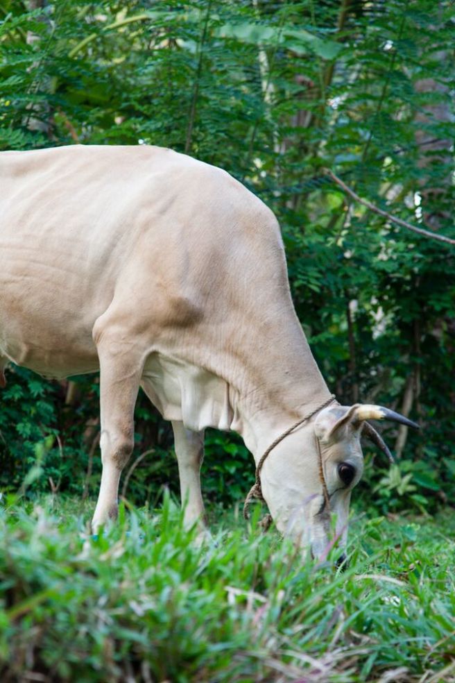 cattle in kerala india
