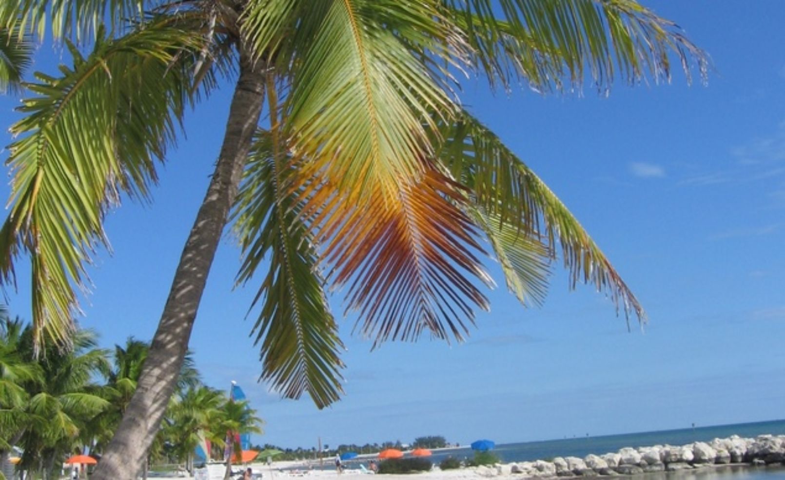 key-west-palm-tree