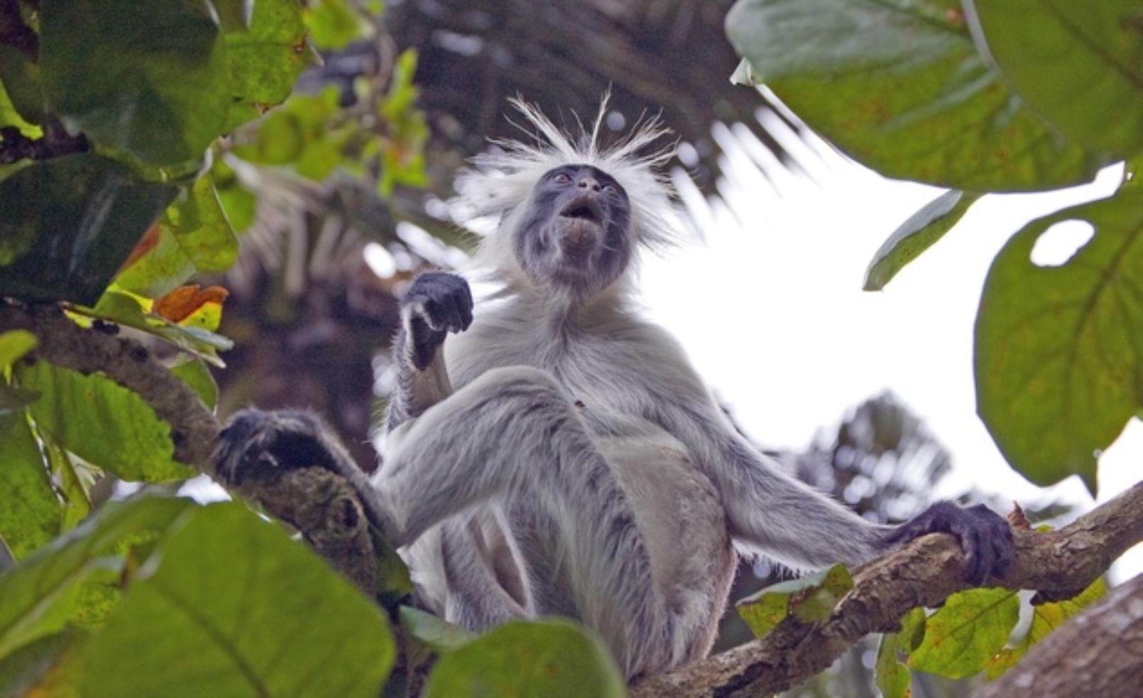 Kirk's Colobus monkey in Zanzibar