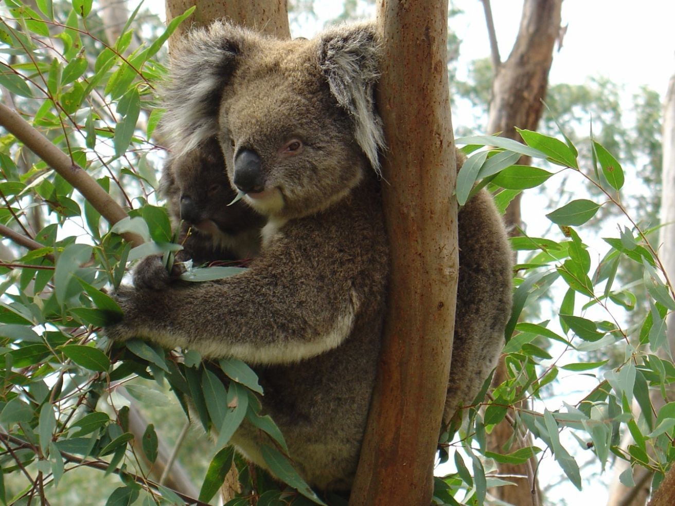 Koala bear and baby in Australia