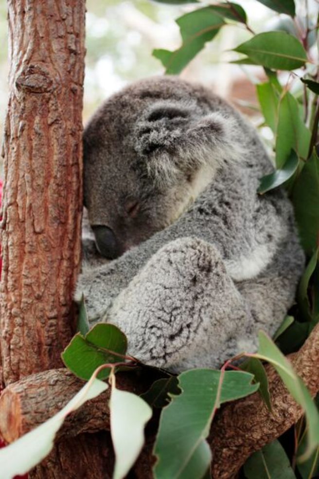 koala bear