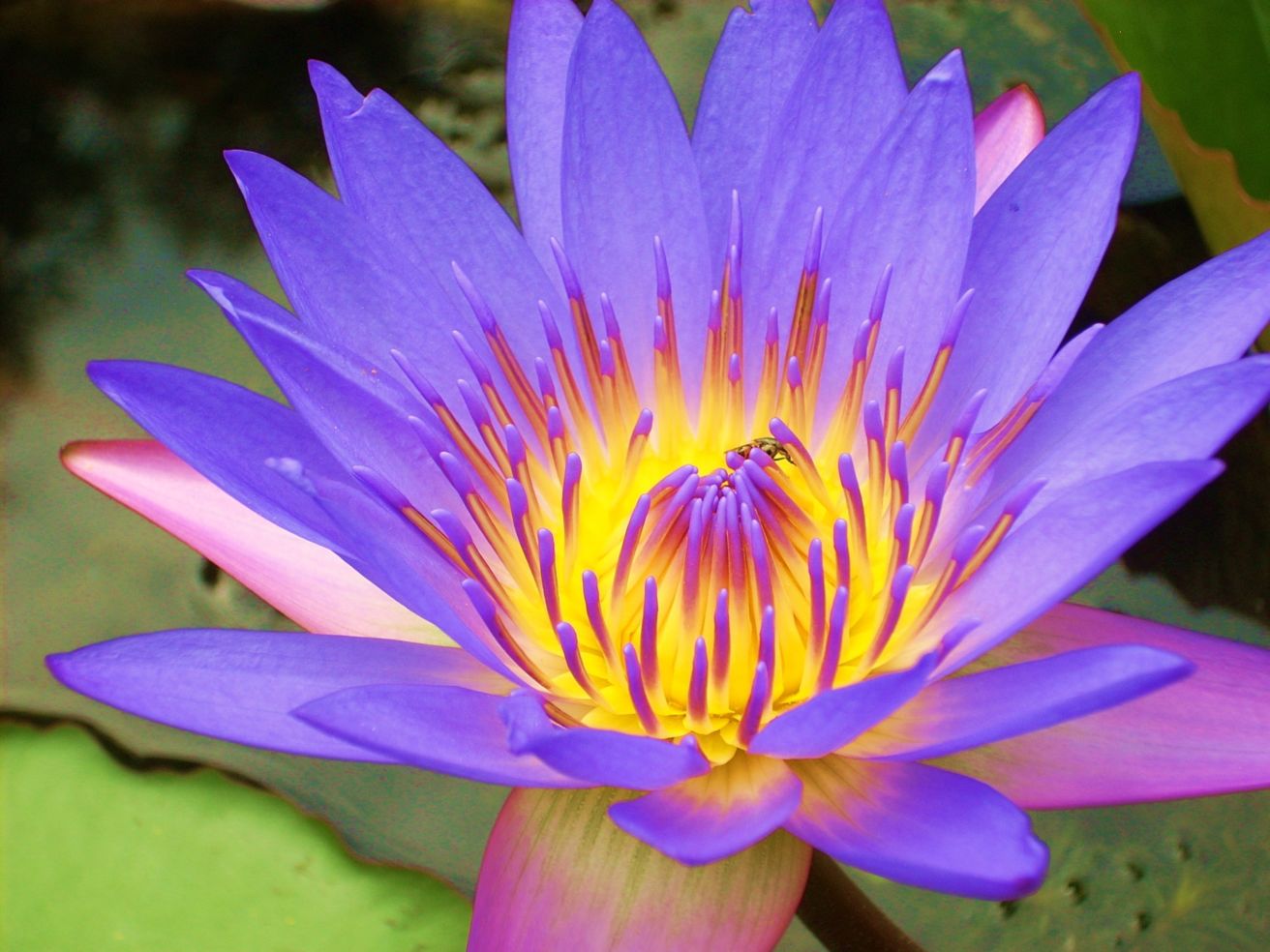 Kuala Lumpur Lake Gardens, Malaysia.