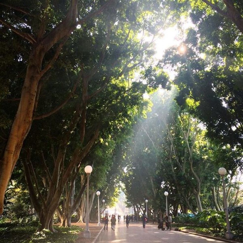Light In The Park
