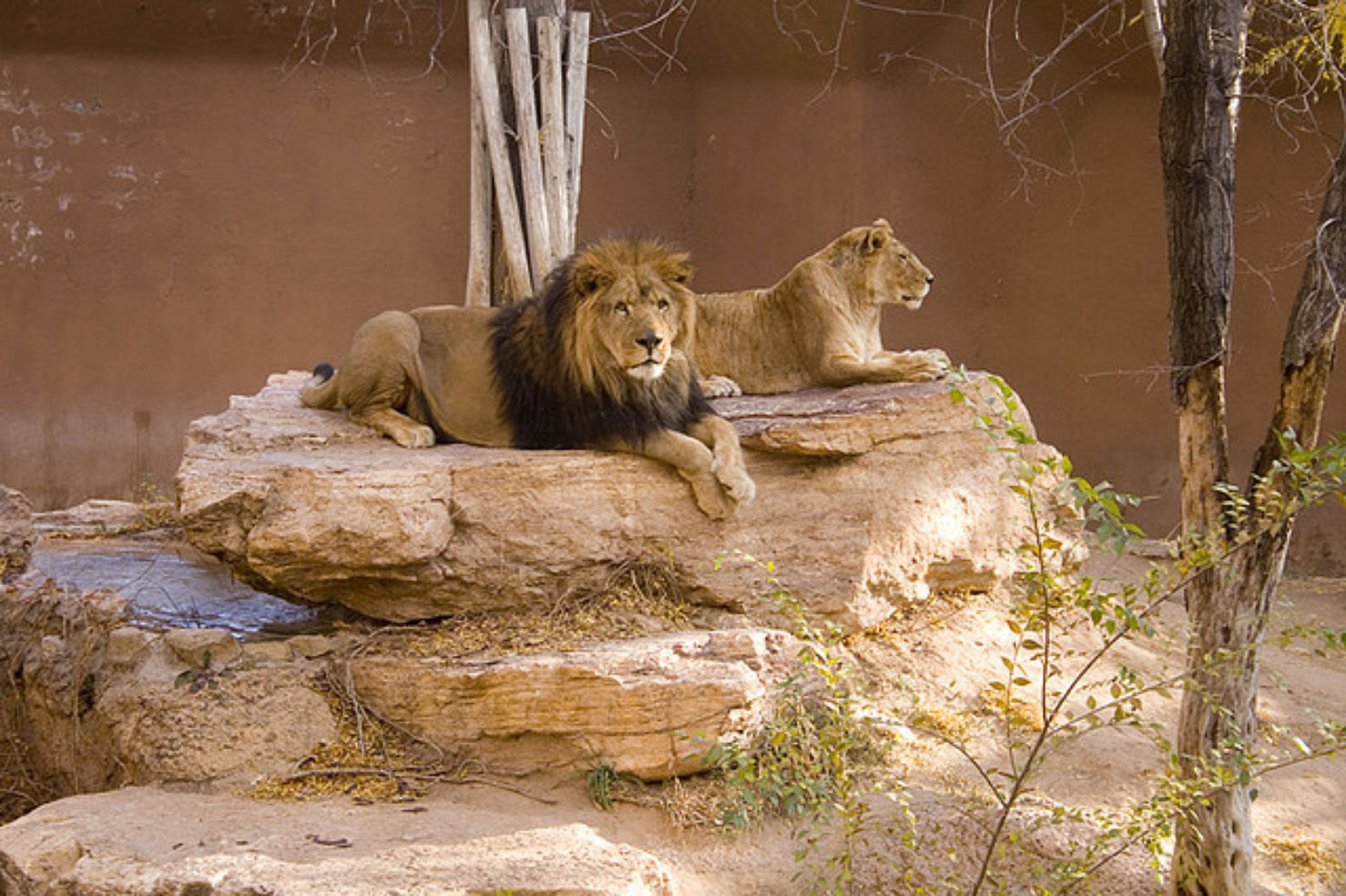 Lions at the Rio Grande Zoo in Albuquerque
