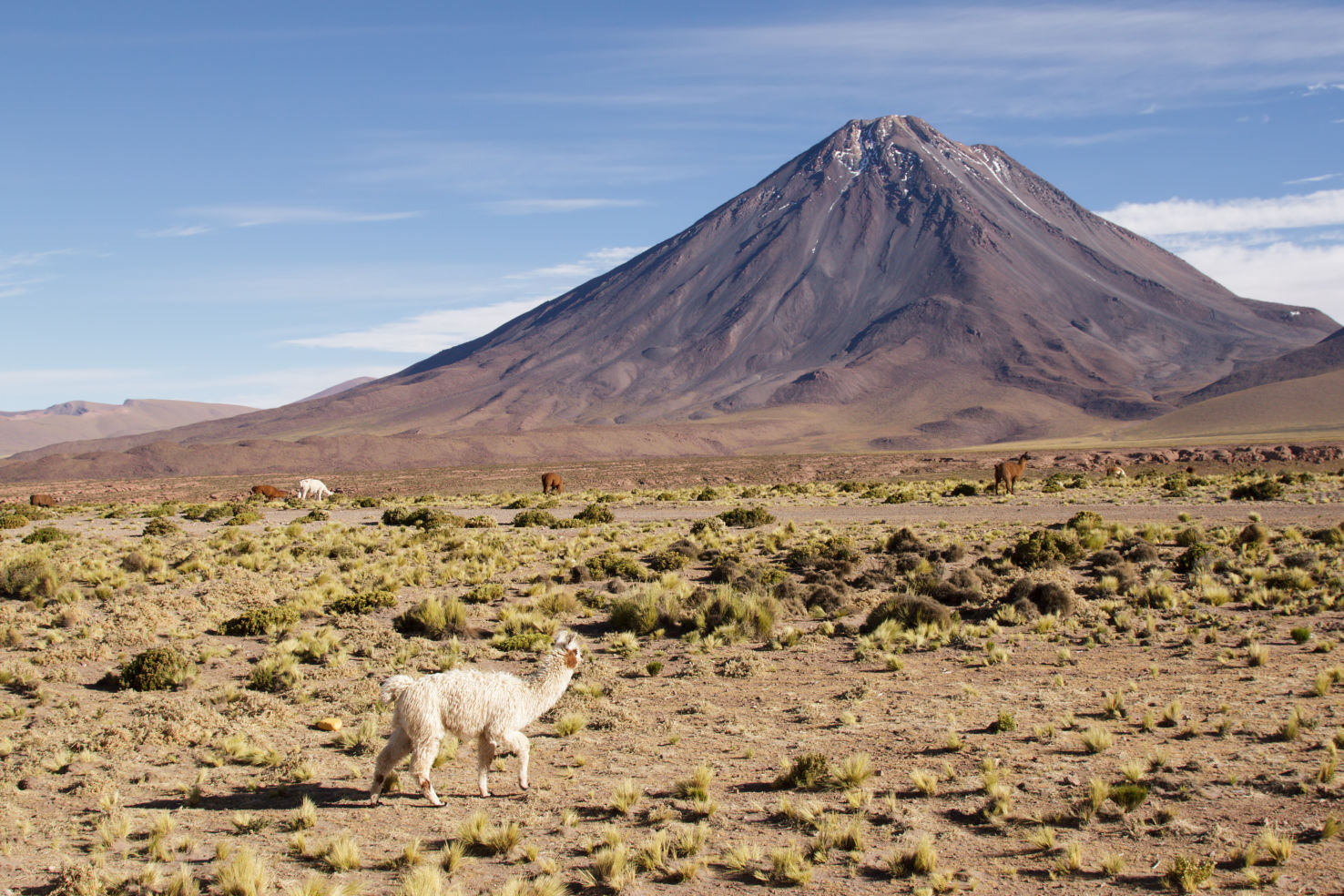 Llamas below Licancabur Volcano in the Atacama Desert