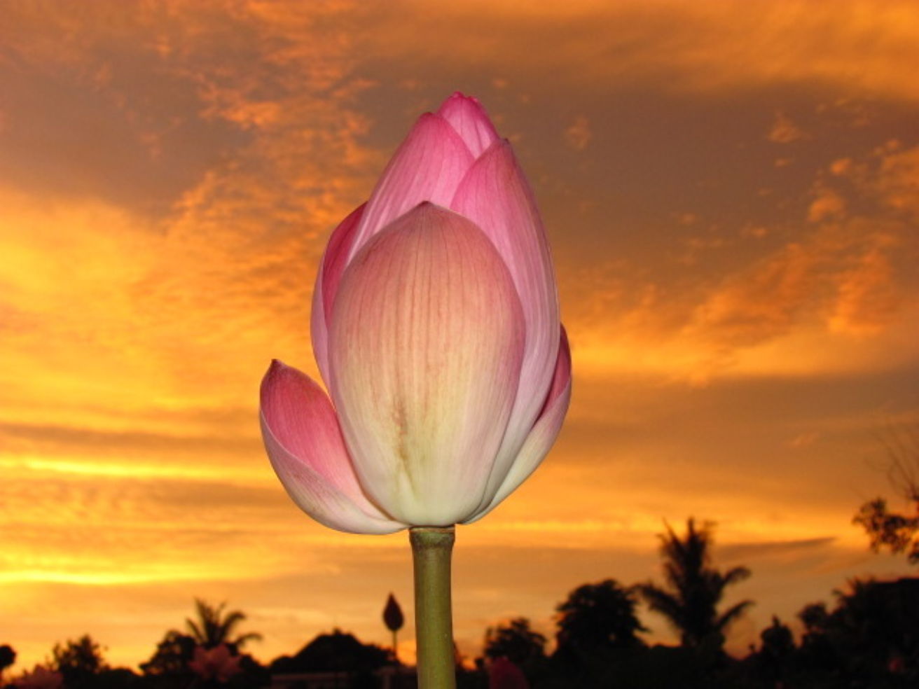 A blooming lotus blossom in Ubud, Bali.