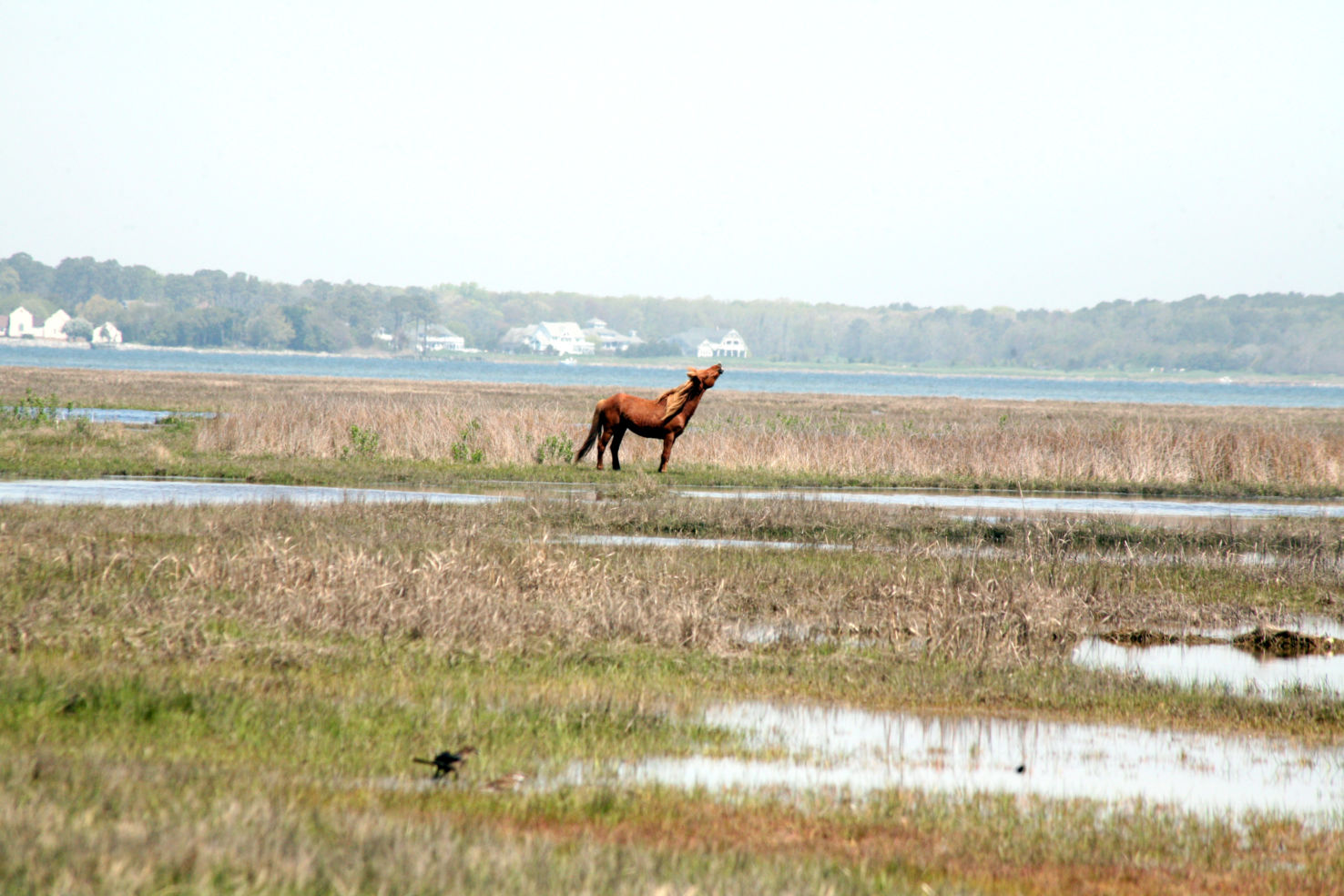 Assateague National Park, Maryland