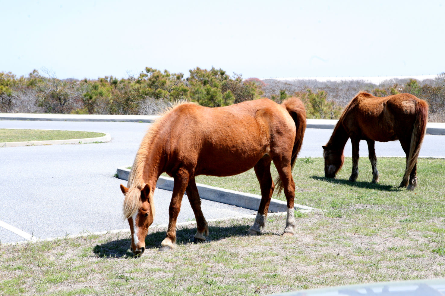 Assateague’s horses, Maryland