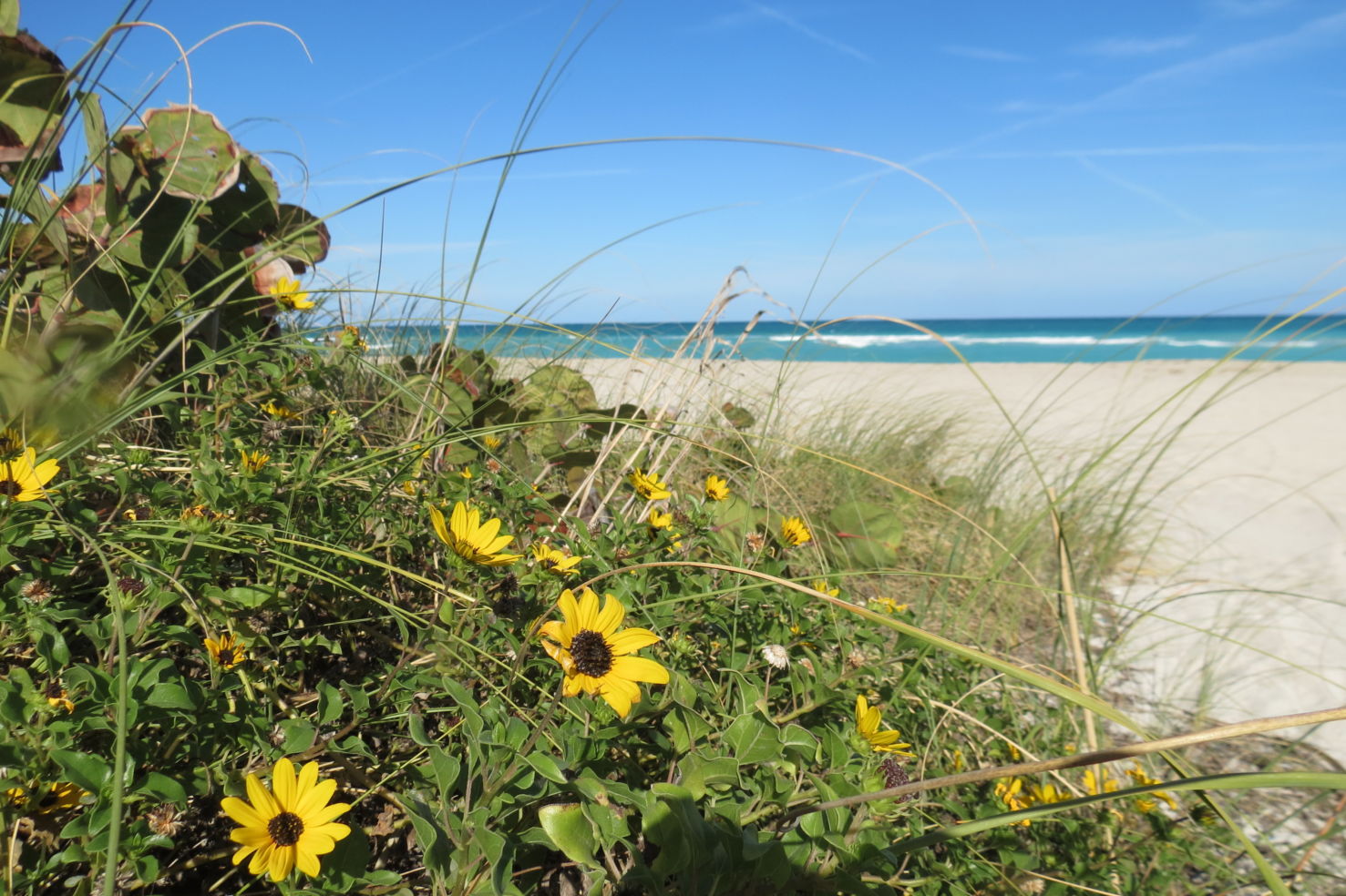 Miami beach scene with yellow flowers